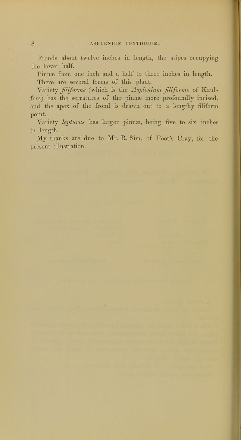 Fronds about twelve inches in length, the stipes occupying the lower half. Pinnae from one inch and a half to three inches in length. There are several forms of this plant. Variety filiforme (which is the Asplenium filiforme of Kaul- fuss) has the serratures of the pinnae more profoundly incised, and the apex of the frond is drawn out to a lengthy filiform point. Variety lepturus has larger pinna;, being five to six inches in length. My thanks are due to Mr. R. Sim, of Foot's Cray, for the present illustration.
