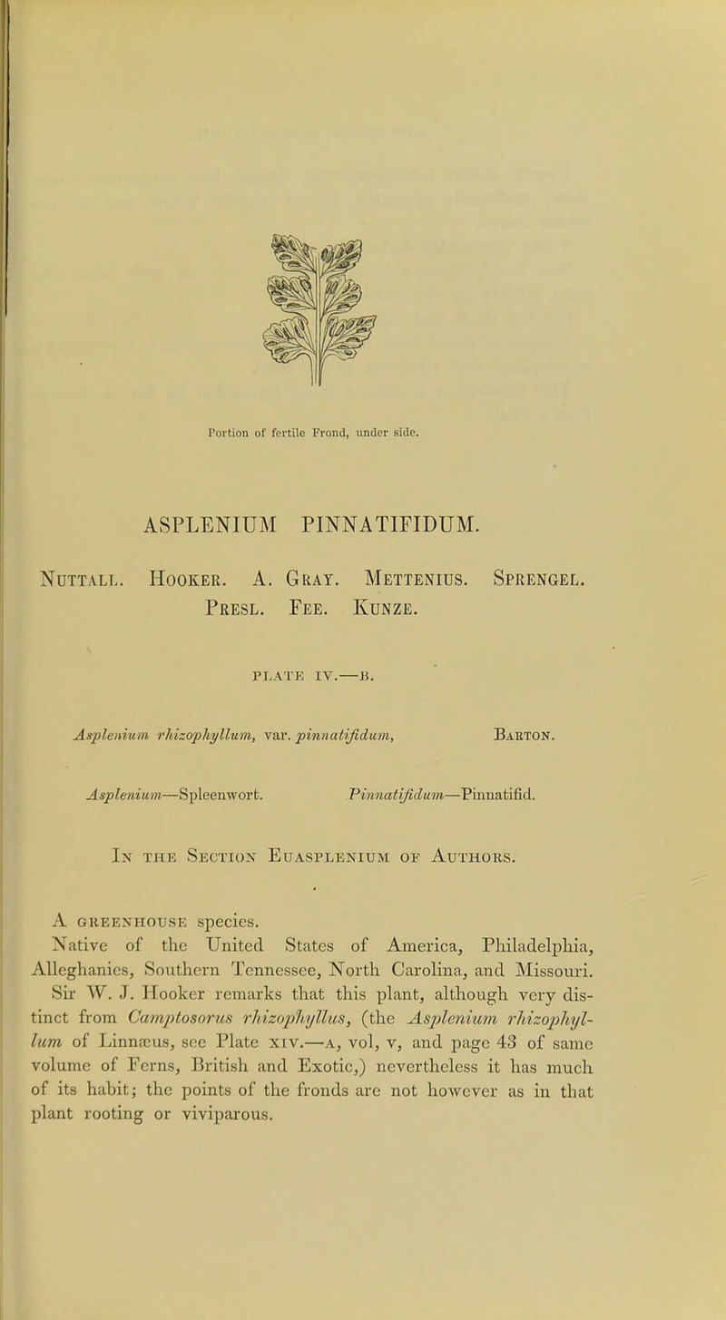 Portion of fertile Frond, under side. ASPLENIUM PINNATIFIDUM. Nuttall. Hooker. A. Gray. Mettenius. Sprengel. Presl. Fee. Kunze. PLATE IV.—B. Aspleniuni rliizophyllum, var. pinnatiftdum, Baeton. Asplenium—Spleenwort. Pinnatifidum—Pinnatifid. In the Section Euasplenium of Authors. A greenhouse species. Native of the United States of America, Philadelphia, Alleghanies, Southern Tennessee, North Carolina, and Missouri. Sir W. J. Hooker remarks that this plant, although very dis- tinct from Camptosorus rhizophyllus, (the Asplenium rhizophyl- lum of Linnaeus, see Plate xiv.—a, vol, v, and page 43 of same volume of Ferns, British and Exotic,) nevertheless it has much of its habitj the points of the fronds are not hoAvever as in that plant rooting or viviparous.
