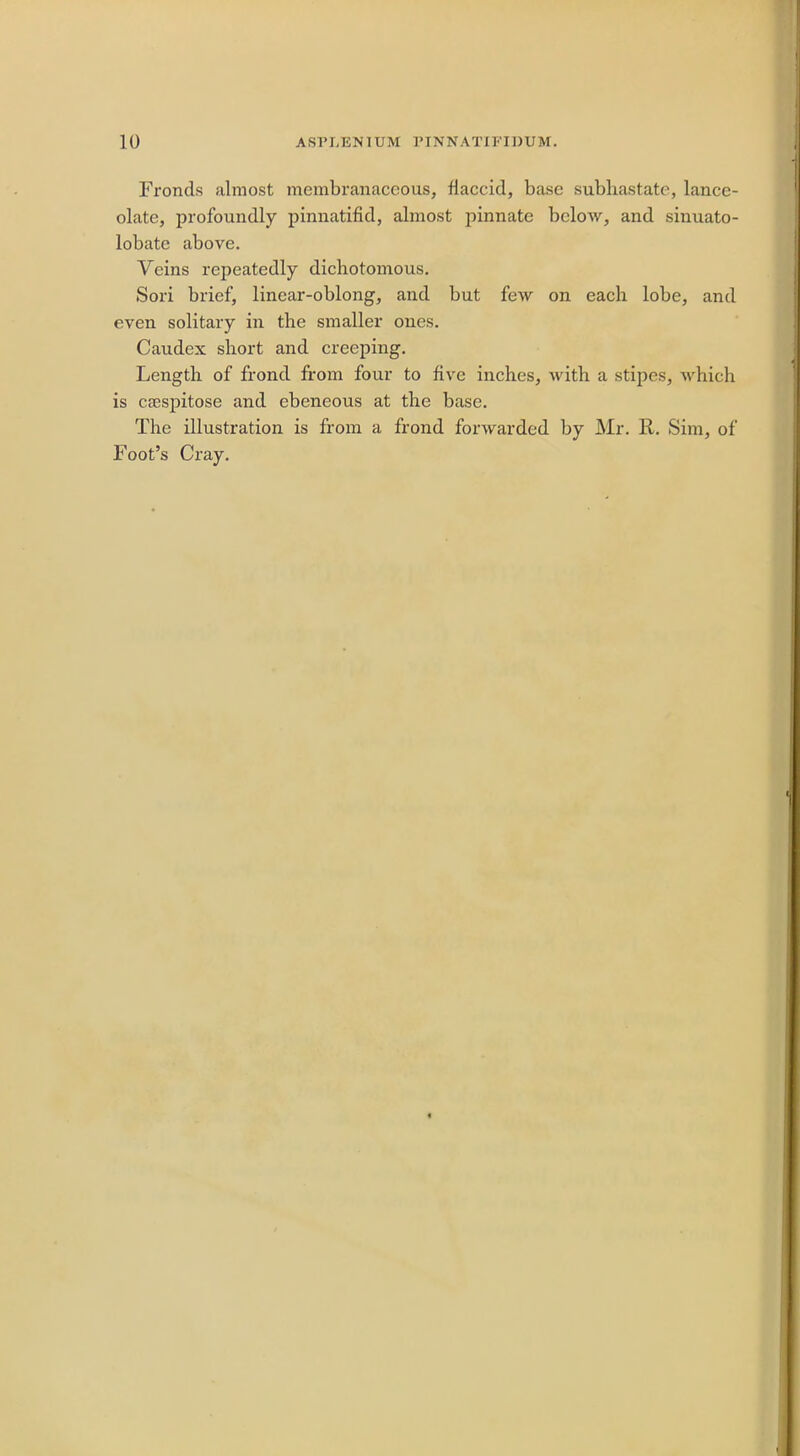 Fronds almost membranaceous, flaccid, base subhastate, lance- olate, profoundly pinnatifid, almost pinnate below, and sinuato- lobate above. Veins repeatedly dicbotomous. Sori brief, linear-oblong, and but few on eacb lobe, and even solitary in the smaller ones. Caudex short and creeping. Length of frond from four to five inches, with a stipes, which is caespitose and ebeneous at the base. The illustration is from a frond forwarded by Mr. R. Sim, of Foot's Cray.