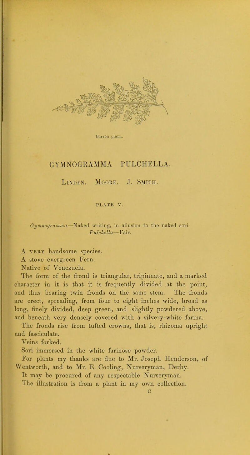 B:irren pinna. GYMNOGRAMMA PULCHELLA. Linden. Moore. J. Smith. PLATE V. Gymnogramma—Naked writing, in allusion to the naked sori. Pulch ella— Fair. A vkky handsome species. A stove evergreen Fern. Native of Venezuela. The form of the frond is triangular, tripinnate, and a marked character in it is that it is frequently divided at the point, and thus bearing twin fronds on the same stem. The fronds are erect, spreading, from four to eight inches wide, broad as long, finely divided, deep green, and slightly powdered above, and beneath very densely covered with a silvery-white farina. The fronds rise from tufted crowns, that is, rhizoma upright and fasciculate. Veins forked. Sori immersed in the white farinose powder. For plants my thanks are due to Mr. Joseph Henderson, of Wentworth, and to Mr. E. Cooling, Nurseryman, Derby. It may be procured of any respectable Nurseryman. The illustration is from a plant in my own collection. C