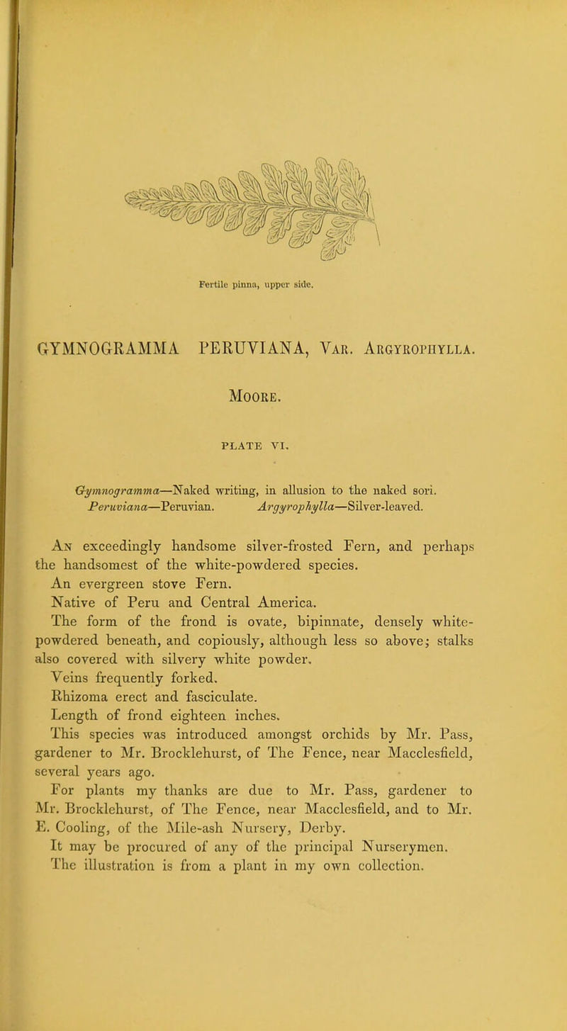 Fertile pinna, upper side. GYMNOGRAMMA PERUVIANA, Var. Argyropiiylla. Moore. PLATE VI. Gymnogramma—Naked writing, in allusion to the naked sori. Peruviana—Peruvian. Argyrophylla—Silver-leaved. An exceedingly handsome silver-frosted Fern, and perhaps the handsomest of the white-powdered species. An evergreen stove Fern. Native of Peru and Central America. The form of the frond is ovate, bipinnate, densely white- powdered beneath, and copiously, although less so above; stalks also covered with silvery white powder. Veins frequently forked. Rhizoma erect and fasciculate. Length of frond eighteen inches. This species was introduced amongst orchids by Mr. Pass, gardener to Mr. Brocklehurst, of The Fence, near Macclesfield, several years ago. For plants my thanks are due to Mr. Pass, gardener to Mr, Brocklehurst, of The Fence, near Macclesfield, and to Mr. E. Cooling, of the Mile-ash Nursery, Derby. It may be procured of any of the principal Nurserymen. The illustration is from a plant in my own collection.
