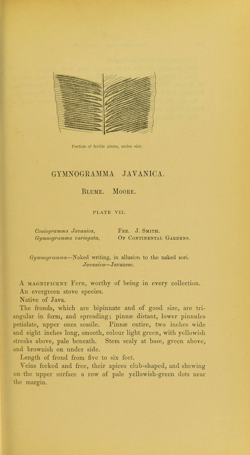 Portion of fertile pinna, under side. GYMNOGRAMMA JAVANICA. Blume. Moore. PLATE VII. Coniogramma Javanica, Fee. J. Smith. Gymnogramma variegata, Of Continental Gaedens. Gymnogramma—Naked writing, in allusion to the naked sori. Javanica—Javanese. A magnificent Fern, worthy of being in every collection. An evergreen stove species. Native of Java. The fronds, which are bipinnate and of good size, are tri- angular in form, and spreading; pinnae distant, lower pinnules petiolate, upper ones sessile. Pinnse entire, two inches wide and eight inches long, smooth, colour light green, with yellowish streaks above, pale beneath. Stem scaly at base, green above, and brownish on under side. Length of frond from five to six feet. Veins forked and free, their apices club-shaped, and shewing on the upper surface a row of pale yellowish-green dots near the margin.