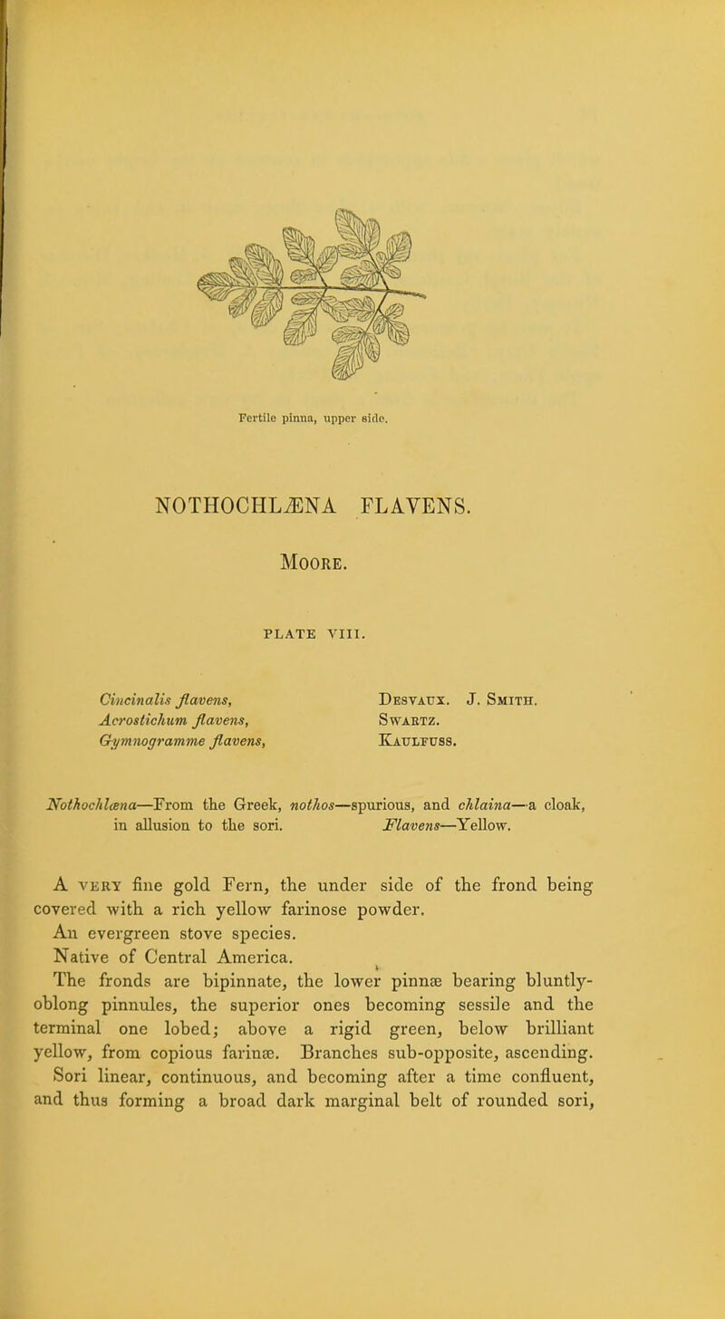 Fertile pinna, upper side. NOTHOCHLiENA FLAVENS. Moore. PLATE VIII. Cincinalis jlavens, Desvaux. J. Smith. Acrostichum Jlavens, Swaetz. Gymnogramme jlavens, Kaulfuss. Nothochlcena—From the Greek, nothos—spurious, and chlaina—a cloak, in allusion to the sori. Flavens—Yellow. A very fine gold Fern, the under side of the frond being covered with a rich yellow farinose powder. An evergreen stove species. Native of Central America. i The fronds are bipinnate, the lower pinnae bearing bluntly- oblong pinnules, the superior ones becoming sessile and the terminal one lobed; above a rigid green, below brilliant yellow, from copious farina?. Branches sub-opposite, ascending. Sori linear, continuous, and becoming after a time confluent, and thus forming a broad dark marginal belt of rounded sori,