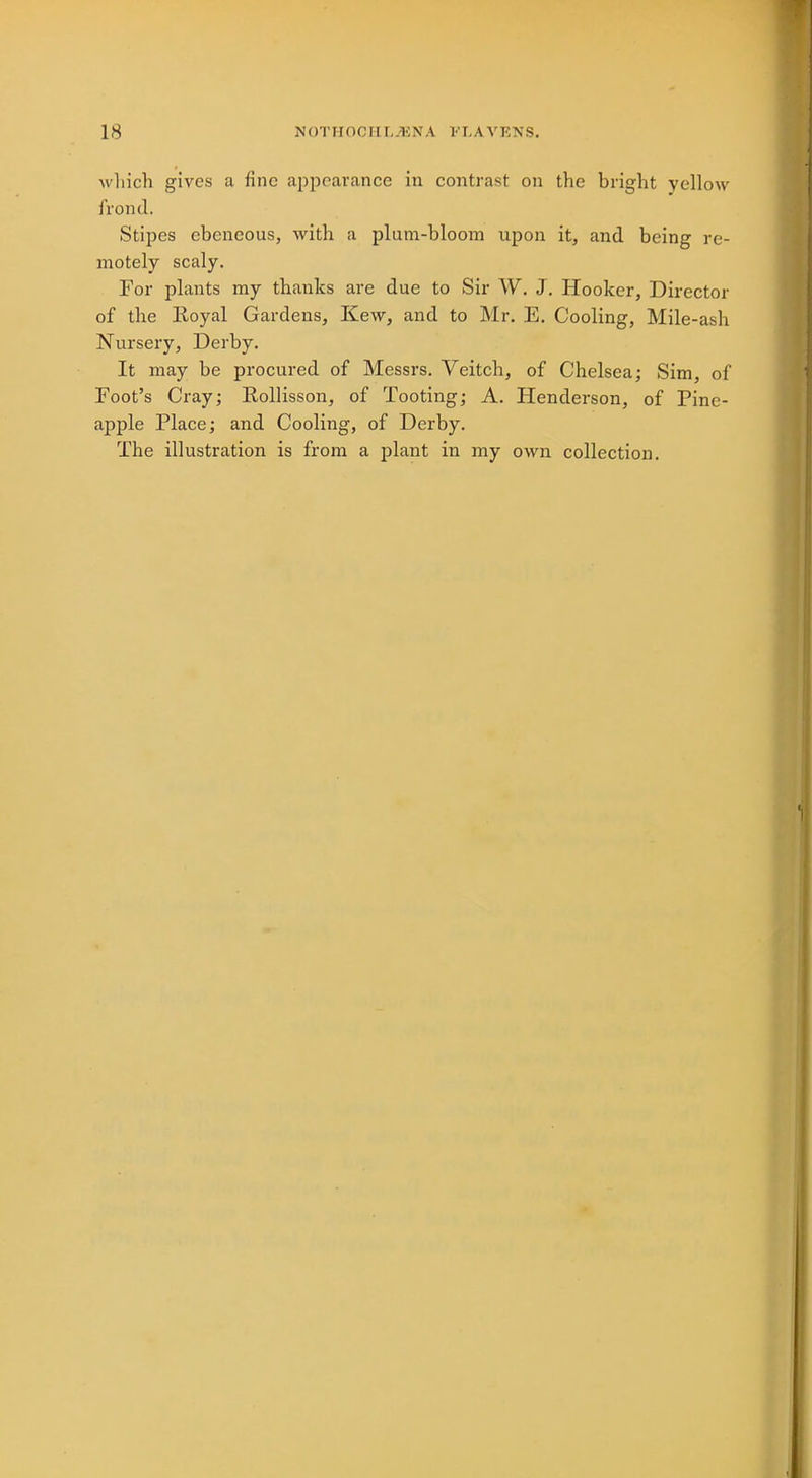 18 N0TH0CHL2ENA FLAVENS. which gives a fine appearance in contrast on the bright yellow frond. Stipes ebeneous, with a plum-bloom upon it, and being re- motely scaly. For plants my thanks are due to Sir W. J. Hooker, Director of the Royal Gardens, Kew, and to Mr. E. Cooling, Mile-ash Nursery, Derby. It may be procured of Messrs. Veitch, of Chelsea; Sim, of Foot's Cray; Rollisson, of Tooting; A. Henderson, of Pine- apple Place; and Cooling, of Derby.