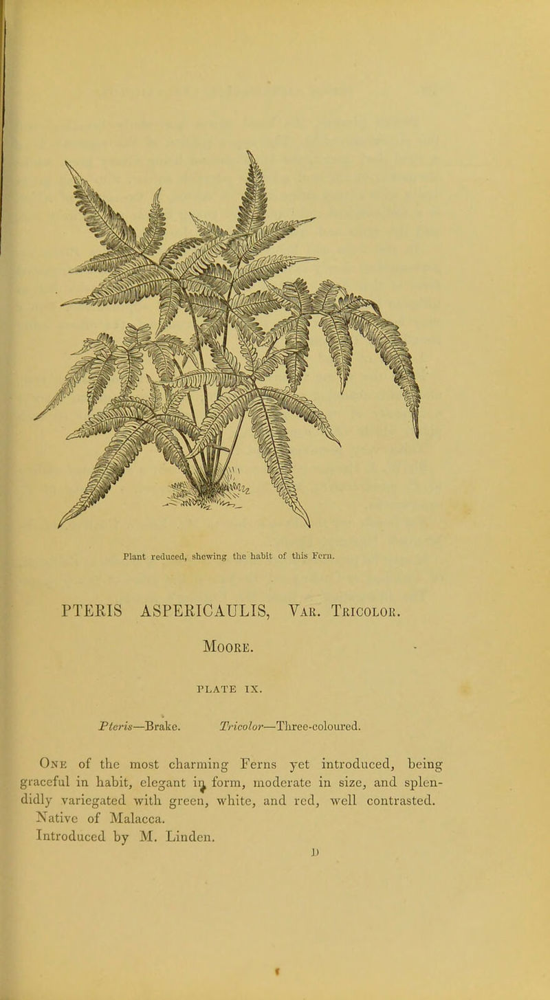 Plant reduced, shewing the habit of this Fern. PTERIS ASPERICAULIS, Var. Tricolor. Moore. PLATE IX. Pteris—Brake. Tricolor—Three-coloured. One of the most charming Ferns yet introduced, being graceful in habit, elegant in, form, moderate in size, and splen- didly variegated with green, white, and red, well contrasted. Native of Malacca. Introduced by M. Linden. Ji