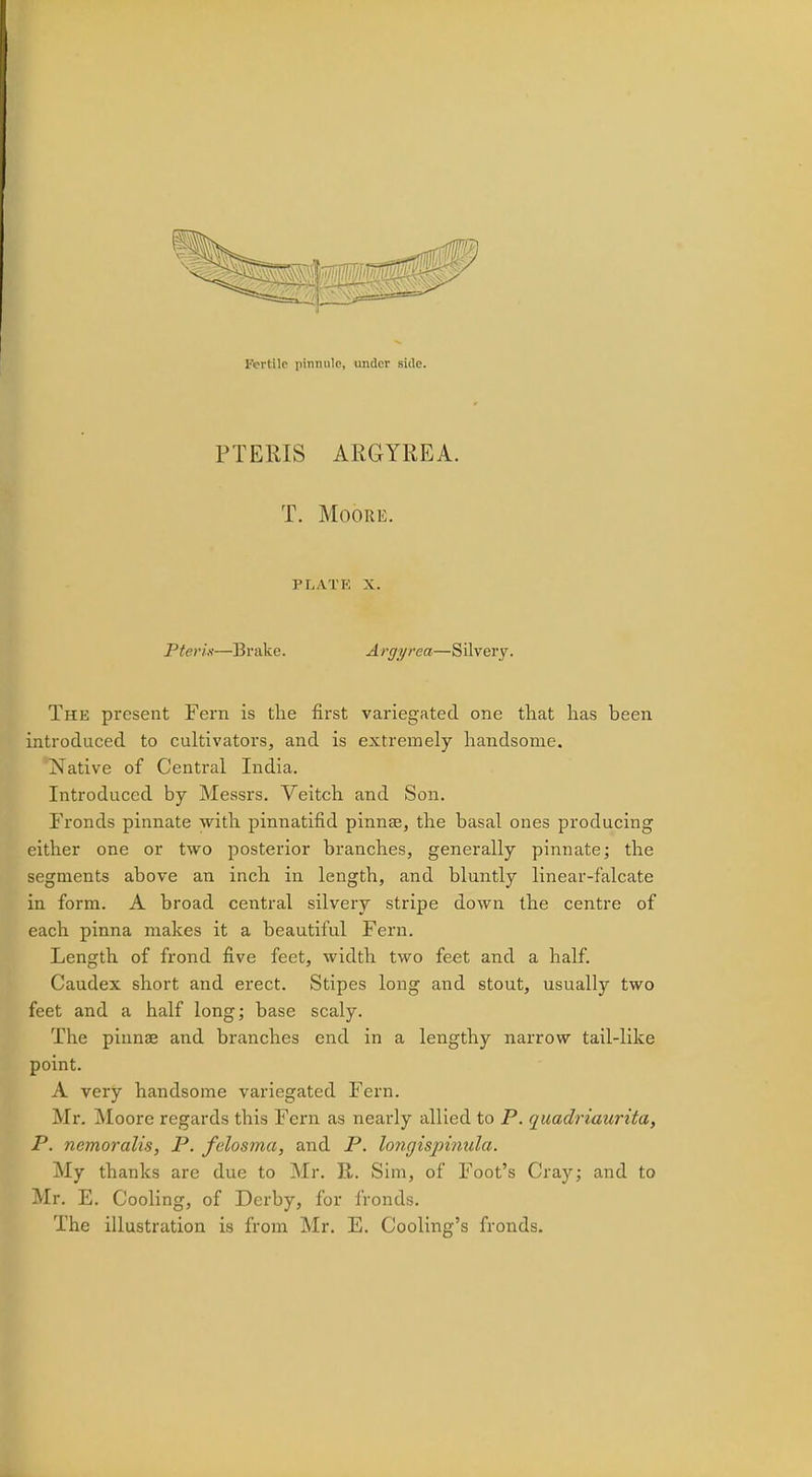 Fertile pinnule, under side. PTERIS ARGYREA. T. Moore. PLATE X. Pterin—Brake. Argyrea—Silvery. The present Fern is the first variegated one that has heen introduced to cultivators, and is extremely handsome. Native of Central India. Introduced by Messrs. Veitch and Son. Fronds pinnate with pinnatifid pinnae, the basal ones producing either one or two posterior branches, generally pinnate; the segments above an inch in length, and bluntly linear-falcate in form. A broad central silvery stripe down the centre of each pinna makes it a beautiful Fern. Length of frond five feet, width two feet and a half. Caudex short and erect. Stipes long and stout, usually two feet and a half long; base scaly. The pinnae and branches end in a lengthy narrow tail-like point. A very handsome variegated Fern. Mr. Moore regards this Fern as nearly allied to P. quadriaurita, P. ncmoralis, P. felosma, and P. longispinula. My thanks are due to Mr. R. Sim, of Foot's Cray; and to Mr. E. Cooling, of Derby, for fronds. The illustration is from Mr. E. Cooling's fronds.