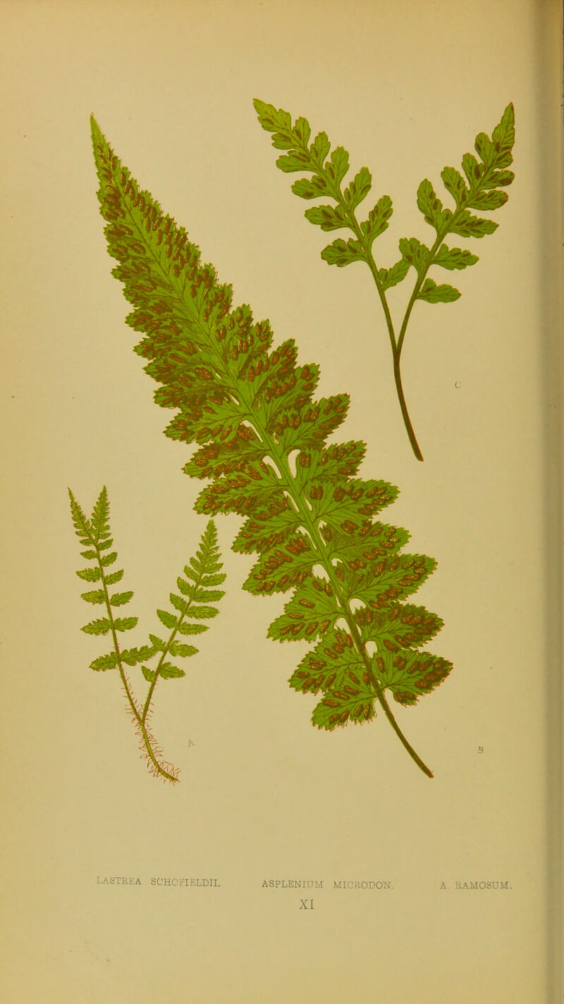 LASTREA SCHCi-IF.LDII. ASPLENItJM MICRODOT*. XI A. RAMOSUM.