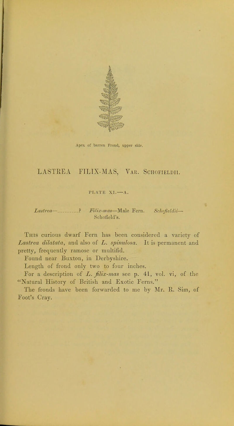 LASTREA FTLIX-MAS, Yak. Schofieldii. PLATE XI.—A. Lastrea— ? FUi.r-mas—Male Fern. Schafieldii— Schofield's. This curious dwarf Fern has been considered a variety of Lastrea dilatata, and also of L. spinulosa. It is permanent and pretty, frequently ramose or multifid. Found near Buxton, in Derbyshire. Length of frond only two to four inches. For a description of L. jilix-mas see p. 41, vol. vi, of the Natural History of British and Exotic Ferns. The fronds have been forwarded to me by Mr. R. Sim, of Foot's Cray.