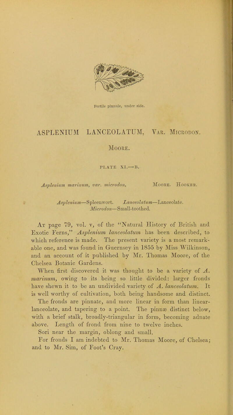 Fertile pinnule, under side. ASPLENIUM LANCEOLATUM, Var. Microdon. Moore. PLATE XI.—B. Asplenium marinum, var. microdon, Moore. Hooker. Asplenium—Spleenwort. Lanceolatum—Lanceolate. Microdon—Small-toothed. At page 79, vol. v, of the Natural History of British and Exotic Ferns/' Asplenium lanceolatum has been described, to which reference is made. The present variety is a most remark- able one, and was found in Guernsey in 1855 by Miss Wilkinson, and an account of it published by Mr. Thomas Moore, of the Chelsea Botanic Gardens. When first discovered it was thought to be a variety of A. marinum, owing to its being so little divided: larger fronds have shewn it to be an undivided variety of A. lanceolatum. It is well worthy of cultivation, both being handsome and distinct. The fronds are pinnate, and more linear in form than linear- lanceolate, and tapering to a point. The pinnae distinct below, with a brief stalk, broadly-triangular in form, becoming adnate above. Length of frond from nine to twelve inches. Sori near the margin, oblong and small. Eor fronds I am indebted to Mr. Thomas Moore, of Chelsea; and to Mr. Sim, of Foot's Cray.