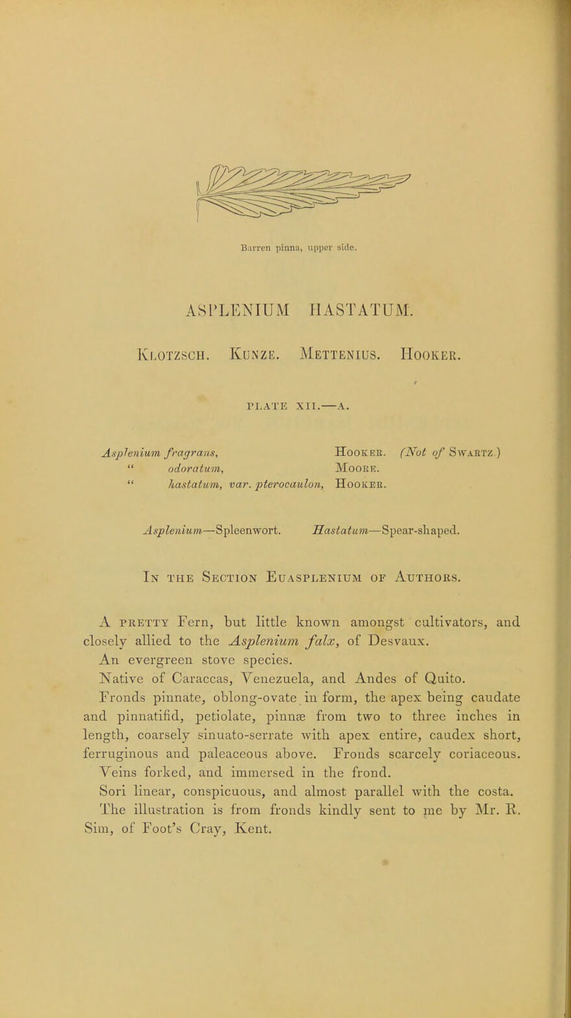 Barren pinna, upper side. ASPLENIUM HASTATUM. Klotzsch. Kunze. Mettenius. Hooker. PLATE XII. A. Asplenium fragrans. Hooker. (Not of Swabtz.)  odoratum, Moork.  Jiastatum, var. pterocaulon, Hooker. Asplenium—Spleenwort. Hastatum—Spear-shaped. In the Section Euasplenium of Authors. A pretty Fern, but little known amongst cultivators, and closely allied to the Asplenium falx, of Desvaux. An evergreen stove species. Native of Caraccas, Venezuela, and Andes of Quito. Fronds pinnate, oblong-ovate in form, the apex being caudate and pinnatifidj petiolate, pinnae from two to three inches in length, coarsely sinuato-serrate with apex entire, caudex short, ferruginous and paleaceous above. Fronds scarcely coriaceous. Veins forked, and immersed in the frond. Sori linear, conspicuous, and almost parallel with the costa. The illustration is from fronds kindly sent to me by Mr. R. Sim, of Foot's Cray, Kent.