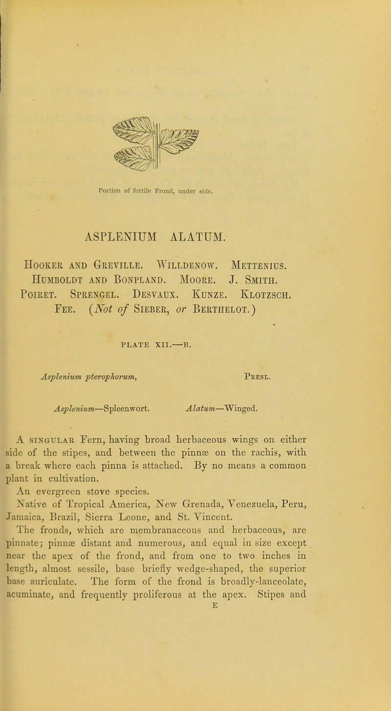 ASPLENIUM ALATUM. Hooker and Greville. Willdenow. Mettenius. Humboldt and Bonpland. Moore. J. Smith. Poiret. Sprengel. Desvaux. Kunze. Klotzsch. Fee. (Not of Sieber, or Berthelot.) PLATE XII. B. Asplenium pterophorum, Peesl. Asplenium—Spleenwort. Alatwm—Winged. A singular Fern, having broad herbaceous wings on either side of the stipes, and between the pinnae on the rachis, with a break where each pinna is attached. By no means a common plant in cultivation. An evergreen stove species. Native of Tropical America, New Grenada, Venezuela, Peru, Jamaica, Brazil, Sierra Leone, and St. Vincent. The fronds, which are membranaceous and herbaceous, are pinnate; pinna; distant and numerous, and equal in size except near the apex of the frond, and from one to two inches in length, almost sessile, base briefly wedge-shaped, the superior base auriculatc. The form of the frond is broadly-lanceolate, acuminate, and frequently proliferous at the apex. Stipes and E