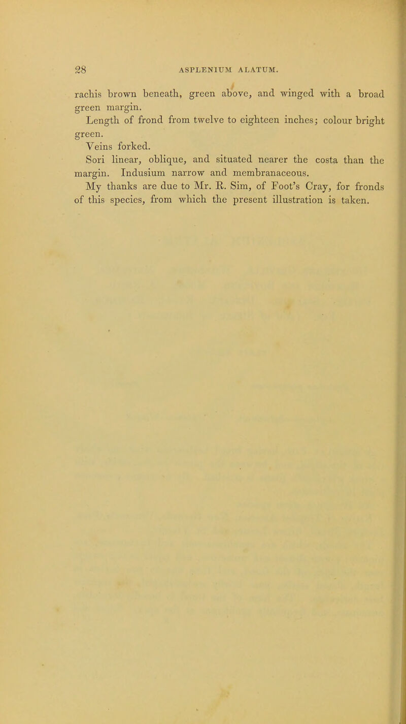 28 ASPLEN1UM A LATUM. rachis brown beneath, green above, and winged with a broad green margin. Length of frond from twelve to eighteen inches; colour bright green. Veins forked. Sori linear, oblique, and situated nearer the costa than the margin. Indusium narrow and membranaceous. My thanks are due to Mr. E. Sim, of Foot's Cray, for fronds of this species, from which the present illustration is taken.