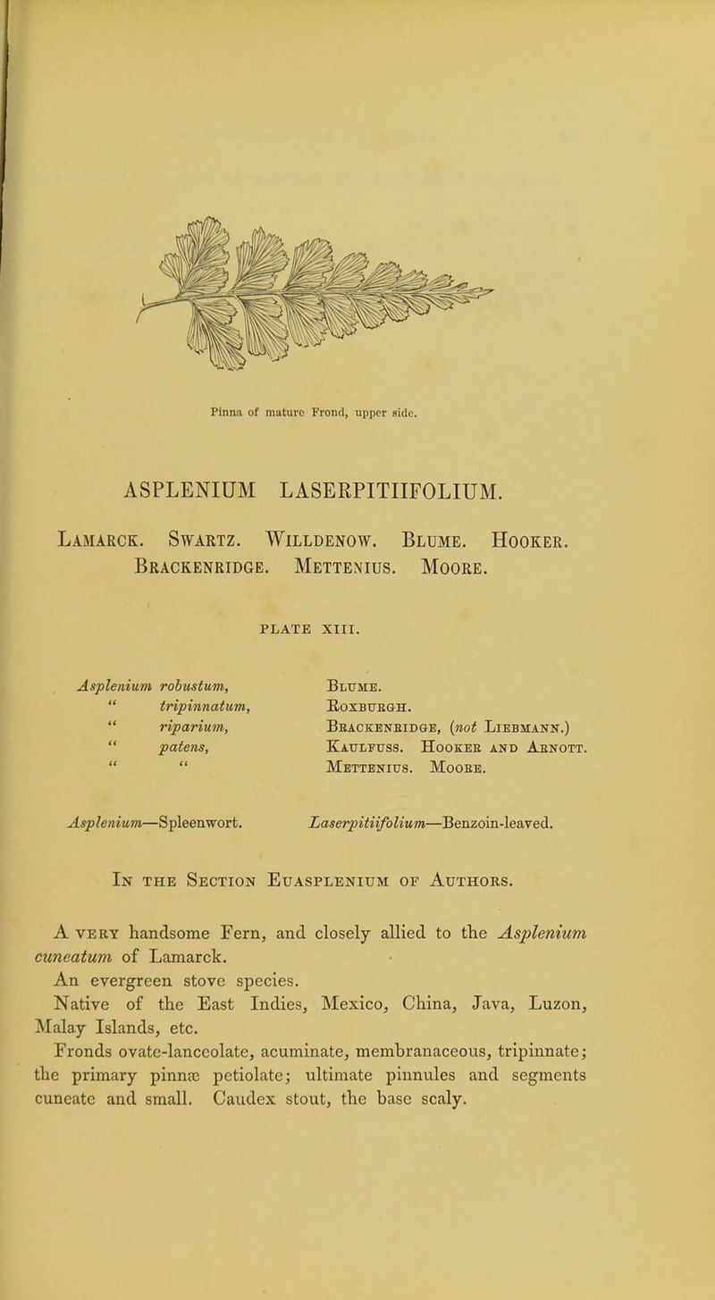 Pimiii of mature Frond, upper side. ASPLENIUM LASERPITIIFOLIUM. Lamarck. Swartz. Willdenow. Blume. Hooker. Brackenridge. Mettenius. Moore. PLATE XIII. Blume. Roxburgh. Bbackeneidge, (not Liebmann.) Kaulfuss. Hookee and Aenott. Mettenius. Mooee. Asplenium—Spleenwort. Laserpitiifolium—Benzoin-leaved. In the Section Euasplenium of Authors. A very handsome Fern, and closely allied to the Asplenium cuneatum of Lamarck. An evergreen stove species. Native of the East Indies, Mexico, China, Java, Luzon, Malay Islands, etc. Eronds ovate-lanceolate, acuminate, membranaceous, tripinnate; the primary pinna) pctiolate; ultimate pinnules and segments cuneatc and small. Caudex stout, the base scaly. Asplenium robustum,  tripinnatum,  riparium,  patens,