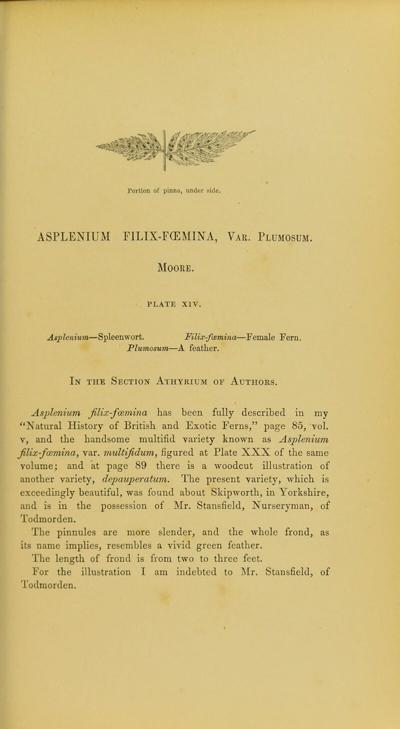 Portion of pinna, under side. ASPLENIUM FILIX-FOEMINA, Var. Plumosum. Moore. PLATE XIV. Asplenium—Spleenwort. Filix-foemina—Female Fern. Plumosum—A feather. In the Section Athyrium of Authors. Asplenium Jilix-fcemina has been fully described in my Natural History of British and Exotic Ferns, page 85, vol. v, and the handsome multifid variety known as Asplenium Jilix-fcemina, var. multifidum, figured at Plate XXX of the same volume; and at page 89 there is a woodcut illustration of another variety, depauperatum. The present variety, which is exceedingly beautiful, was found about Skipworth, in Yorkshire, and is in the possession of Mr. Stansfield, Nurseryman, of Todmorden. The pinnules are more slender, and the whole frond, as its name implies, resembles a vivid green feather. The length of frond is from two to three feet. For the illustration I am indebted to Mr. Stansfield, of Todmorden.
