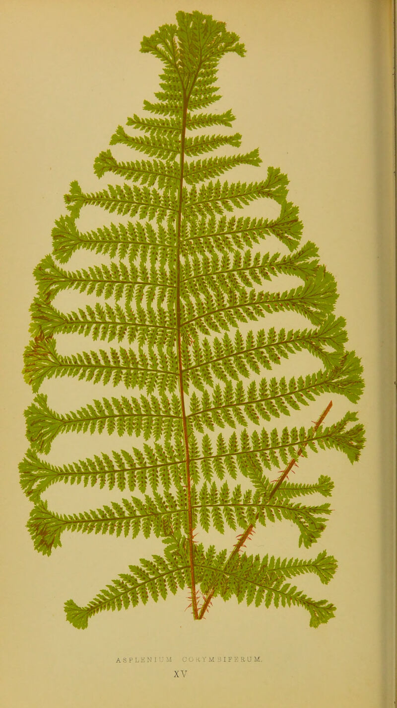 ASPLENIUM CO i(Y M 3IFH KUM. XV