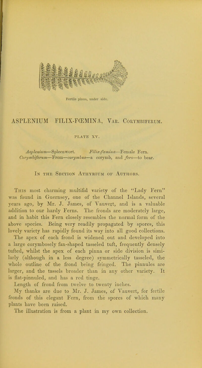 Fertile pinnu, undor Bide. ASPLENIUM FILIX-FCEMINA, Var. Corymbiferum. PLATE XV. Asplenium—Spleenwort. Filix-foemina—Female Fern. Curi/mbiferum—From—corymbus—a corymb, and fero—to bear. In the Section Athyrtum of Authors. This most charming multifid variety of the Lady Fern was found in Guernsey, one of the Channel Islands, several years ago, by Mr. J. James, of Vauvert, and is a valuable addition to our hardy Ferns. The fronds are moderately large, and in habit this Fern closely resembles the normal form of tbe above species. Being very readily propagated by spores, this lovely variety has rapidly found its way into all good collections. The apex of each frond is -widened out and developed into a large corymbosely fan-shaped tasseled tuft, frequently densely tufted, whilst the apex of each pinna or side division is simi- larly (although in a less degree) symmetrically tasseled, the whole outline of the frond being fringed. The pinnules are larger, and the tassels broader than in any other variety. It is flat-pinnuled, and has a red tinge. Length of frond from twelve to twenty inches. .My thanks are due to Mr. J. James, of Vauvert, for fertile fronds of this elegant Fern, from the spores of which many plants have been raised. The illustration is from a plant in my own collection.