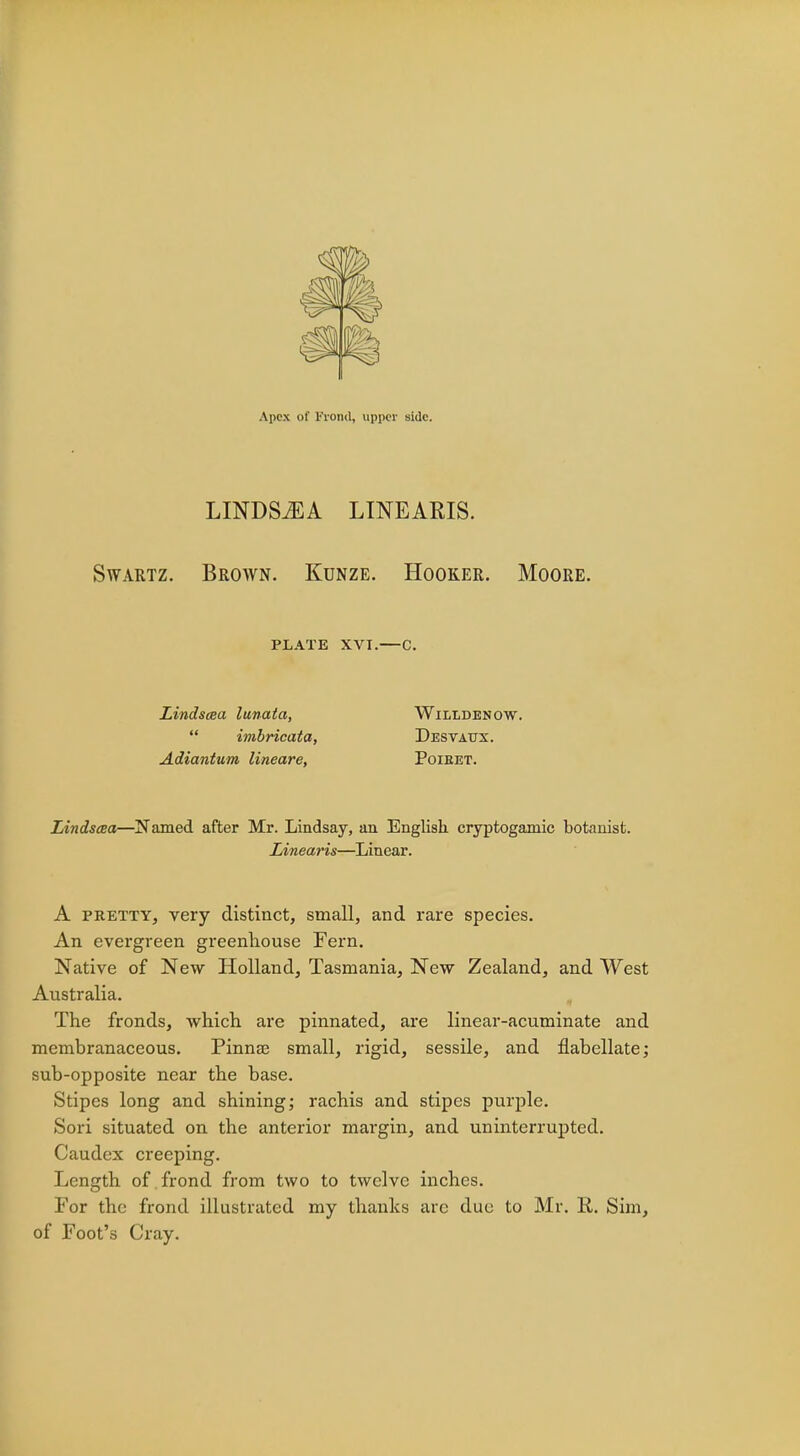 Apex of Frond, upper side. LINDSiEA LINEARIS. Swartz. Brown. Kdnze. Hooker. Moore. PLATE XVI.—C. Lindsaa lunata, Willdenow.  imbricata, Desvatjx. Adiantum lineare, Poiket. Lindscea—Named after Mr. Lindsay, an English cryptogamic botanist. Linearis—Linear. A pretty, very distinct, small, and rare species. An evergreen greenhouse Fern. Native of New Holland, Tasmania, New Zealand, and West Australia. The fronds, which are pinnated, are linear-acuminate and membranaceous. Pinnae small, rigid, sessile, and flabellate; sub-opposite near the base. Stipes long and shining; rachis and stipes purple. Sori situated on the anterior margin, and uninterrupted. Caudex creeping. Length of frond from two to twelve inches. For the frond illustrated my thanks arc due to Mr. K,. Sim, of Foot's Cray.