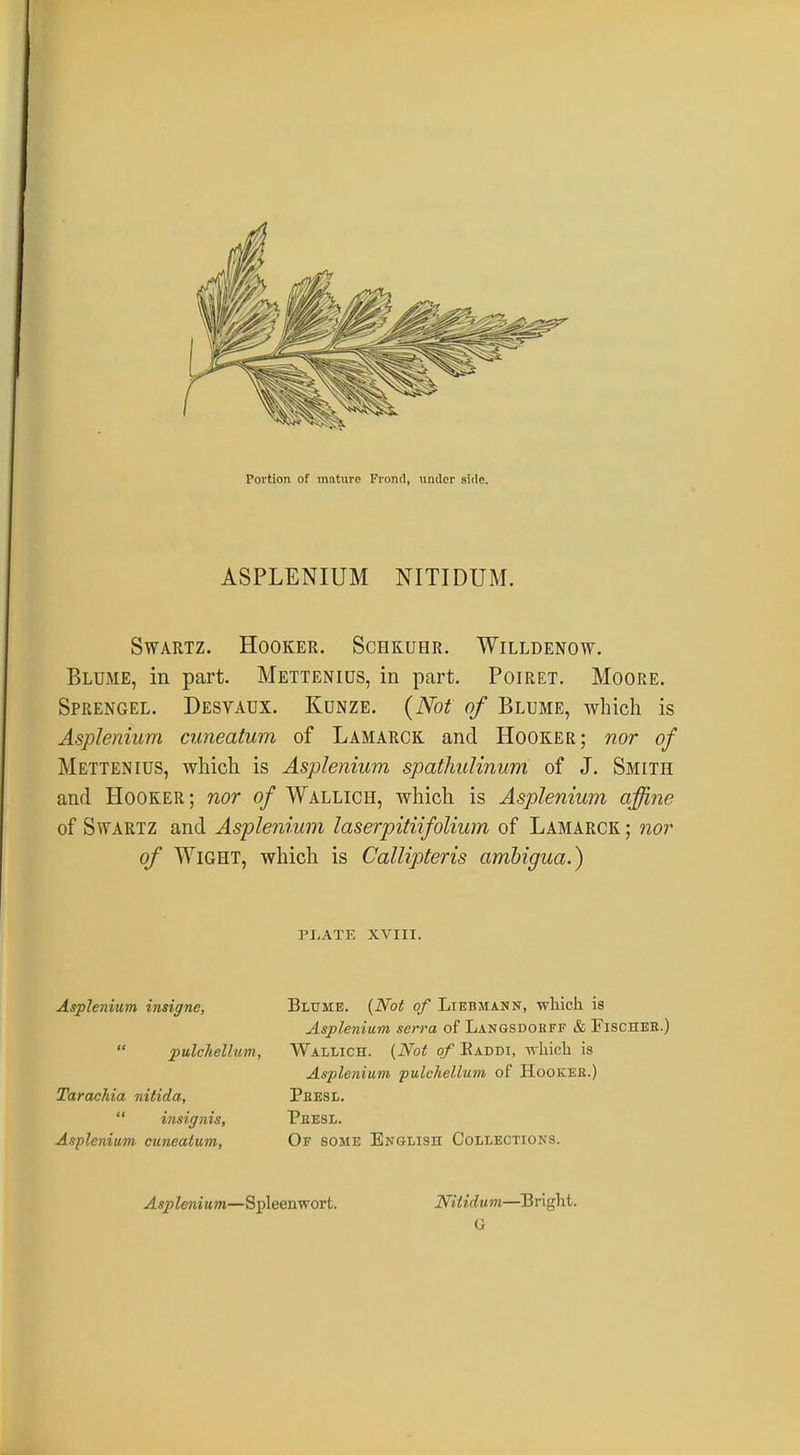 ASPLENIUM NITIDUM. Swartz. Hooker. Schkuhr. Willdenow. Blume, in part Mettenius, in part. Poiret. Moore. Sprengel. Desvaux. Kunze. (Not of Blume, which is Asplenium cuneatum of Lamarck and Hooker; nor of Mettenius, which is Asplenium spathulinum of J. Smith and Hooker; nor of Wallich, which is Asplenium affine of Swartz and Asplenium laserpitiifolium of Lamarck ; nor of Wight, which is Callipteris ambigua.) PLATE XVIII. Blume. {Not of Liebmann, which is pulchellum, Asplenium serra of Langsdoeff & Fischeb.) Wallich. {Not of Eaddi, which is Tarachia nitida,  insignis, Asplenium cuneatum, Asplenium pulchellum of Hookee.) Peesl. Peesl. Of some English Collections. Asplenium—Spleenwort. Nilidum—Bright. G