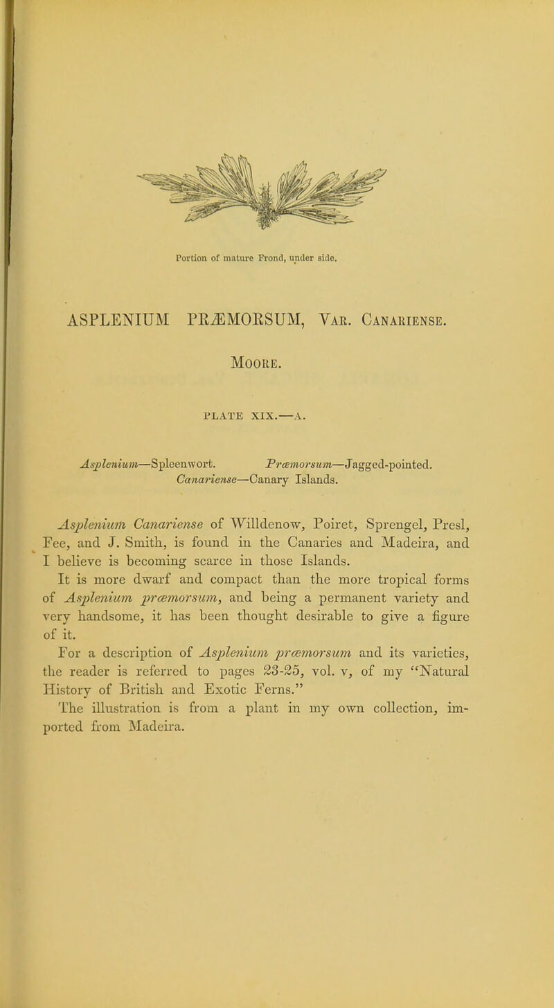 ASPLENIUM PREMOKSUM, Var. Canariense. Moore. PLATE XIX.—A. Asplenium—Spleenwort. Prcemorsum—J agged-pointecl. Canariense—Canary Islands. Asplenium Canariense of Willdenow, Poiret, Sprengel, Presl, Fee, and J. Smith, is found in the Canaries and Madeira, and I believe is becoming scarce in those Islands. It is more dwarf and compact than the more tropical forms of Asplenium prcemorsum, and being a permanent variety and very handsome, it has been thought desirable to give a figure of it. For a description of Asplenium prcemorsum and its varieties, the reader is referred to p 5, vol. v, of my Natural History of British and Exotic Ferns. The illustration is from a plant in my own collection, im- ported from Madeira.