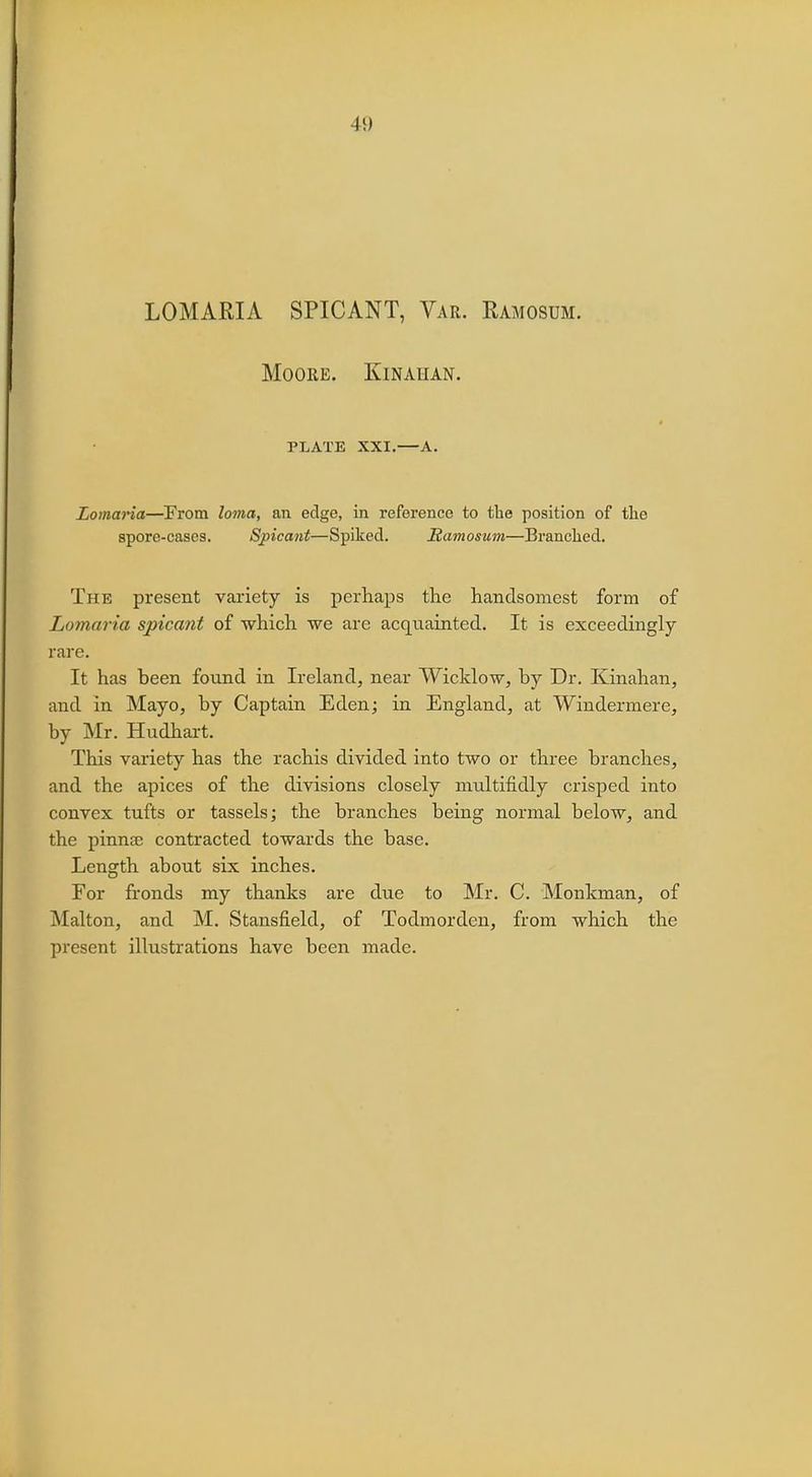 41) LOMARIA SPICANT, Var. Ramosum. Moore. Kinaiian. PLATE XXI.—A. Lomaria—From loma, an edge, in reference to the position of the spore-cases. Spicant—Spiked. Ramosum—Branched. The present variety is perhaps the handsomest form of Lomaria spicant of which we are acquainted. It is exceedingly- rare. It has been found in Ireland, near Wicklow, by Dr. Kinahan, and in Mayo, by Captain Eden; in England, at Windermere, by Mr. Hudhart. This variety has the rachis divided into two or three branches, and the apices of the divisions closely multifidly crisped into convex tufts or tassels; the branches being normal below, and the pinnae contracted towards the base. Length about six inches. For fronds my thanks are due to Mr. C. Monkman, of Malton, and M. Stansfield, of Todmorden, from which the present illustrations have been made.