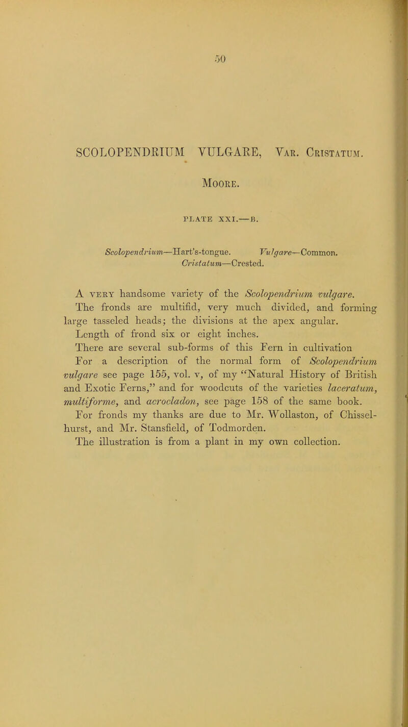 50 SCOLOPENDRIUM VULGARE, Var. Cristatkm. Moore. PLATE XXI.—B. Scolopendrium—Hart's-tongue. Vvlgare—Common. Cristalum—Crested. A very handsome variety of the Scolopendrium vulgare. The fronds are multifid, very much divided, and forming large tasseled heads; the divisions at the apex angular. Length of frond six or eight inches. There are several sub-forms of this Fern in cultivation For a description of the normal form of Scolopendrium vulgare see page 155, vol. v, of my Natural History of British and Exotic Ferns, and for woodcuts of the varieties laceratum, multiforme, and acrocladon, see page 158 of the same book. For fronds my thanks are due to Mr. Wollaston, of Chissel- hurst, and Mr. Stansfield, of Todmorden. The illustration is from a plant in my own collection.