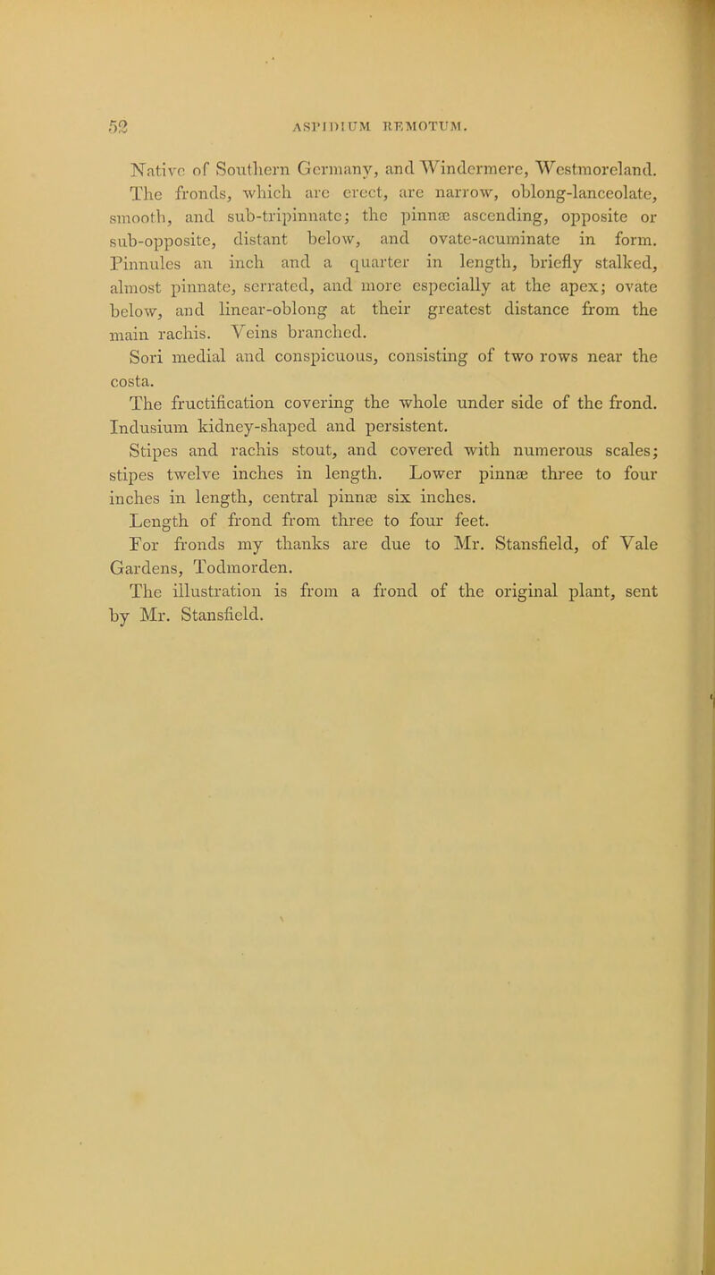 52 ASIMDIUM REMOTUM. Native of Southern Germany, and Windermere, Westmoreland. The fronds, which are erect, are narrow, oblong-lanceolate, smooth, and sub-tripinnatc; the pinnae ascending, opposite or sub-opposite, distant below, and ovate-acuminate in form. Pinnules an inch and a quarter in length, briefly stalked, almost pinnate, serrated, and more especially at the apex; ovate below, and linear-oblong at their greatest distance from the main rachis. Veins branched. Sori medial and conspicuous, consisting of two rows near the costa. The fructification covering the whole under side of the frond. Indusium kidney-shaped and persistent. Stipes and rachis stout, and covered with numerous scales; stipes twelve inches in length. Lower pinnaj three to four inches in length, central pinna? six inches. Length of frond from three to four feet. For fronds my thanks are due to Mr. Stansfield, of Vale Gardens, Todmorden. The illustration is from a frond of the original plant, sent by Mr. Stansfield.