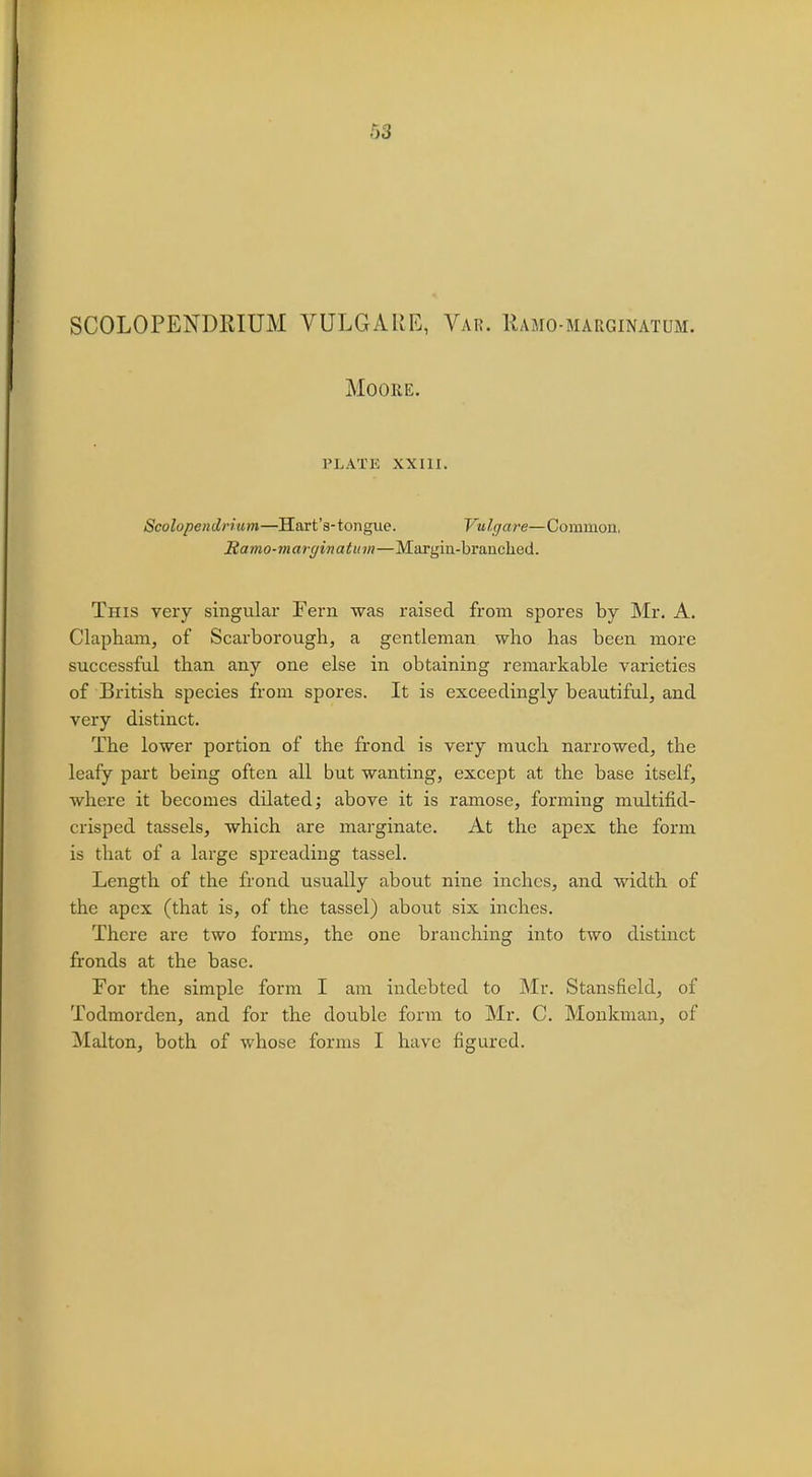 SCOLOPENDKIUM VULGARIS, Var. Kamo-marginatum. Moore. PLATE XXIII. Scolopendrium—Hart's-tongue. Vulgare—Common, Ramo-marginatum—Margin-branched. This very singular Fern was raised from spores by Mr. A. Clapham, of Scarborough, a gentleman who has been more successful than any one else in obtaining remarkable varieties of British species from spores. It is exceedingly beautiful, and very distinct. The lower portion of the frond is very much narrowed, the leafy part being often all but wanting, except at the base itself, where it becomes dilated; above it is ramose, forming multifid- crisped tassels, which are marginate. At the apex the form is that of a large spreading tassel. Length of the frond usually about nine inches, and width of the apex (that is, of the tassel) about six inches. There are two forms, the one branching into two distinct fronds at the base. For the simple form I am indebted to Mr. Stansfield, of Todmorden, and for the double form to Mr. C. Monkman, of Malton, both of whose forms I have figured.