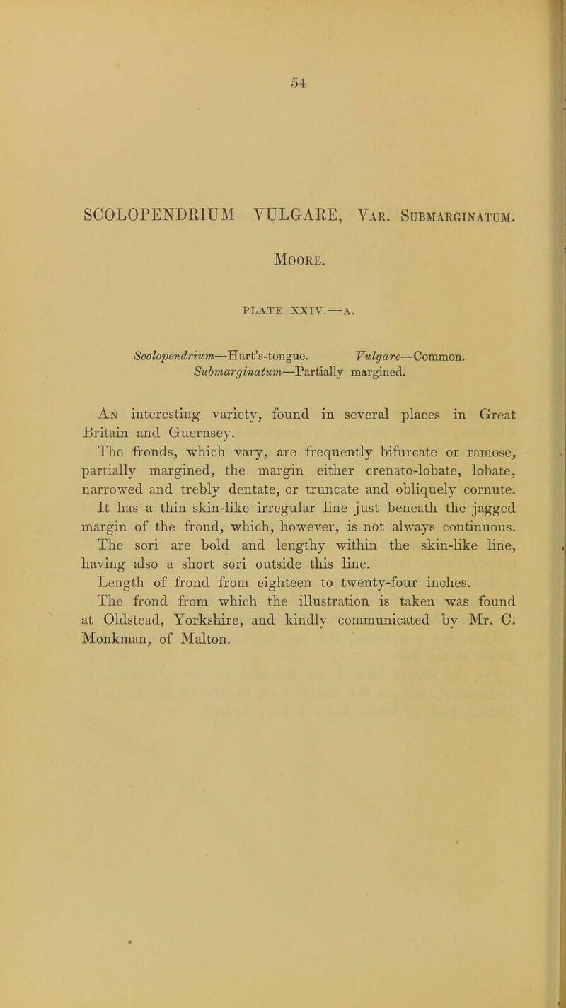 SCOLOPENDRIUM VULGARE, Var. Submarginatum. Moore. PLATE XXIV. — A. Scolopendrium—Hart's-tongue. Vulgare—Common. Submarginatum—Partially margined. An interesting variety, found in several places in Great Britain and Guernsey. The fronds, which vary, are frequently bifurcate or ramose, partially margined, the margin either crenato-lobate, lobate, narrowed and trebly dentate, or truncate and obliquely cornute. It has a thin skin-like irregular line just beneath the jagged margin of the frond, which, however, is not always continuous. The sori are bold and lengthy within the skin-like line, having also a short sori outside this line. Length of frond from eighteen to twenty-four inches. The frond from which the illustration is taken was found at Oldstead, Yorkshire, and kindly communicated by Mr. C. Monkman, of Malton.