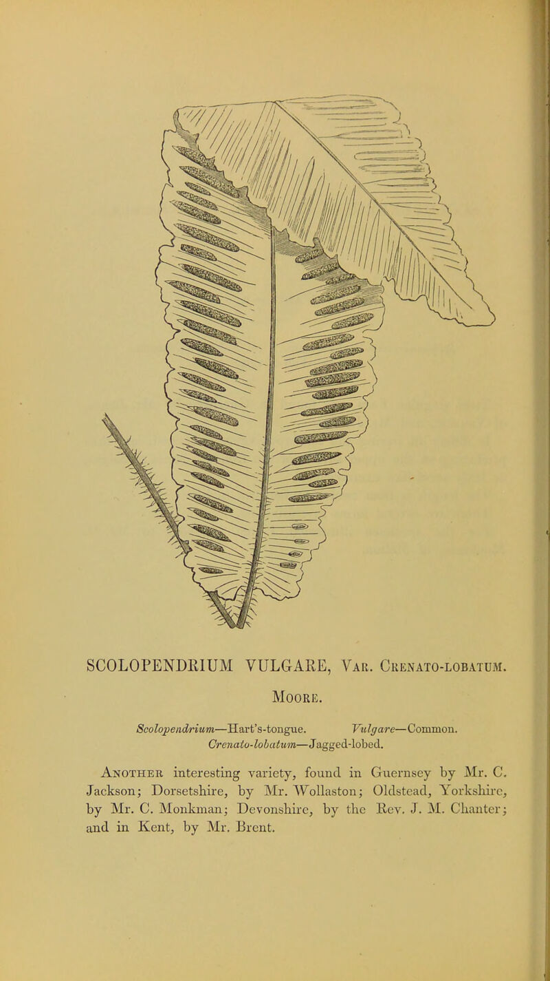 SC0L0PENDE1UM VULGARE, Var. Crenato-lobatdm. Moore. Scolopendrium—Hart's-tongue. Vulgare—Common. Crenaio-lobatum—Jagged-lobed. Another interesting variety, found in Guernsey by Mr. C. Jackson; Dorsetshire, by Mr. Wollaston; Oldstead, Yorkshire, by Mr. C. Monkman; Devonshire, by the Rev. J. M. Chanter; and in Kent, by Mr. Brent.