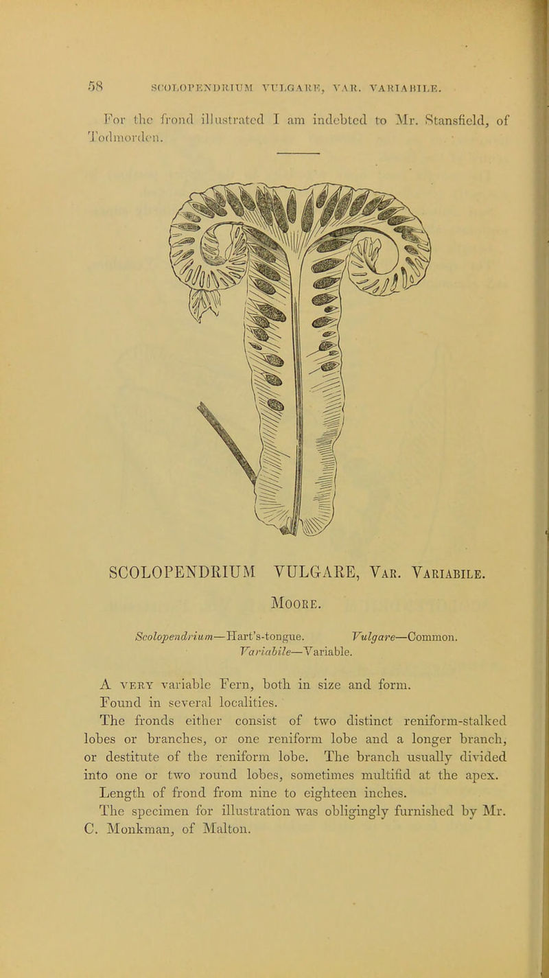 For the frond illustrated I am indebted to Mr. Stansfield, of Todniordeii. SCOLOPENDRIUM VULGARE, Var. Variabile. Moore. Scolopendrium—Hart's-tongue. Vulgare—Common. Variabile—Variable. A very variable Fern, both in size and form. Found in several localities. The fronds eitber consist of two distinct reniform-stalked lobes or branches, or one reniform lobe and a longer branch, or destitute of the reniform lobe. The branch usually divided into one or two round lobes, sometimes multifid at the apex. Length of frond from nine to eighteen inches. The specimen for illustration was obligingly furnished by Mr. C. Monkman, of Malton.