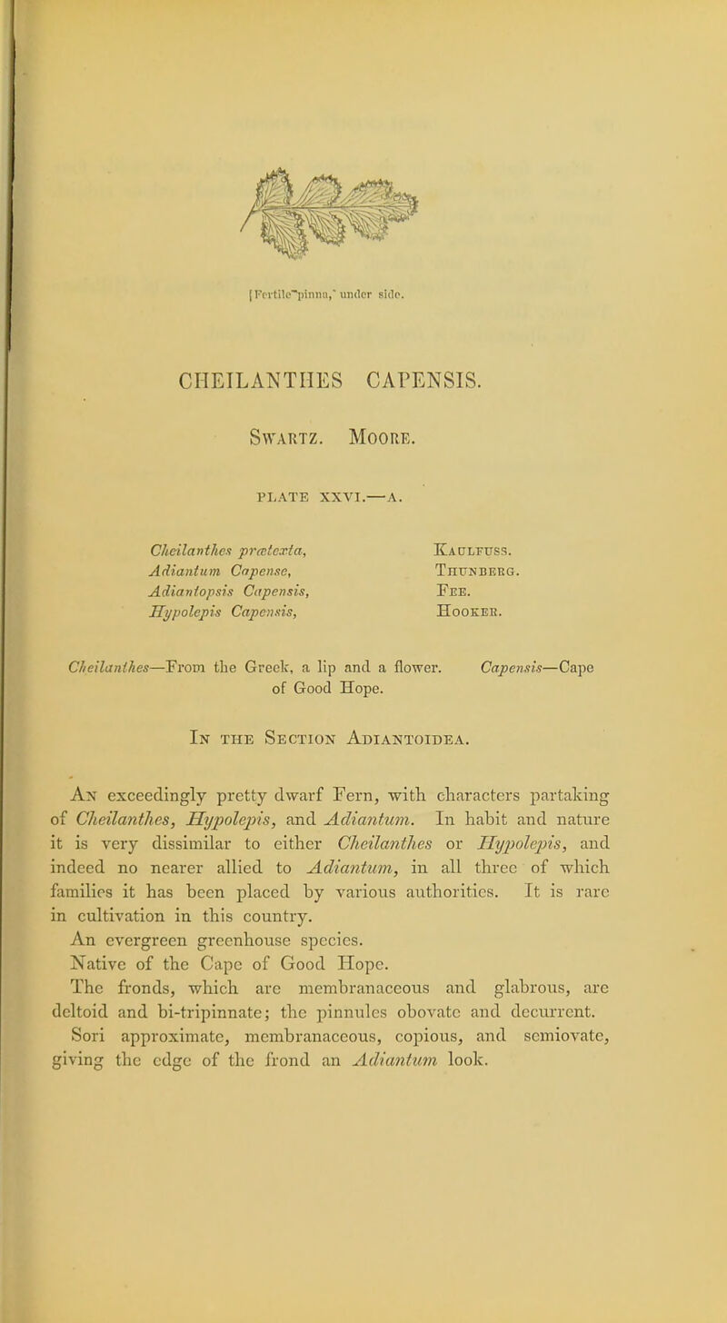 ST [Fertile-pinna,* under side. CHEILANTHES CAPENSIS. Swartz. Moore. PLATE XXVI.—A. Cheilanthes prmtcxia, Kapltuss. Adiantum Capense, TnuNBERG. Adianiopsis Capensis, Fee. Hypolepis Capensis, Hooker. Cheilanihes—Prom the Greek, a lip and a flower. Capensis—Cape of Good Hope. In the Section Adiantoidea. An exceedingly pretty dwarf Fern, with characters partaking of Cheilanthes, Hypolepis, and Adiantum. In habit and nature it is very dissimilar to either Cheilanthes or Hypolepis, and indeed no nearer allied to Adiantum, in all three of which families it has been placed by various authorities. It is rare in cultivation in this country. An evergreen greenhouse species. Native of the Cape of Good Hope. The fronds, which arc membranaceous and glabrous, are deltoid and bi-tripinnate; the pinnules obovatc and decurrcnt. Sori approximate, membranaceous, copious, and scmiovate, giving the edge of the frond an Adiantum look.