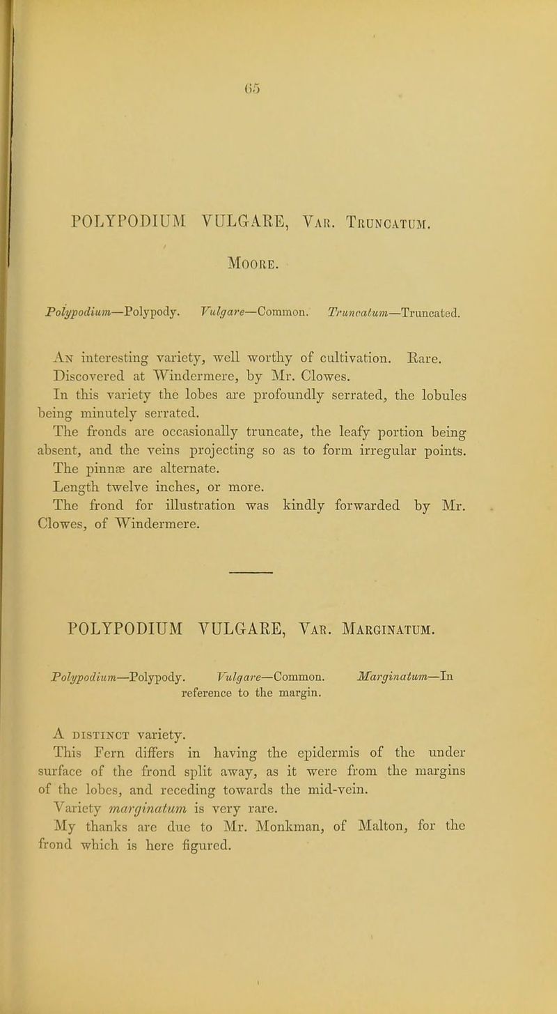 65 POLYPODIUM VULGARE, Var. Truncatum. Moore. Potypodium—Polypody. Vulgare—Common. Truncatum—Truncated. An interesting variety, well worthy of cultivation. Rare. Discovered at Windermere, by Mr. Clowes. In this variety the lobes are profoundly serrated, the lobules being minutely serrated. The fronds are occasionally truncate, the leafy portion being absent, and the veins projecting so as to form irregular points. The pinnaj are alternate. Length twelve inches, or more. The frond for illustration was kindly forwarded by Mr. Clowes, of Windermere. POLYPODIUM VULGARE, Var. Marginatum. Potypodium—Polypody. Vulgare—Common. Marginatum—In reference to the margin. A distinct variety. This Fern differs in having the epidermis of the under surface of the frond split away, as it were from the margins of the lobes, and receding towards the mid-vein. Variety marginatum is very rare. My thanks arc due to Mr. Monkman, of Malton, for the frond wbich is here figured. I