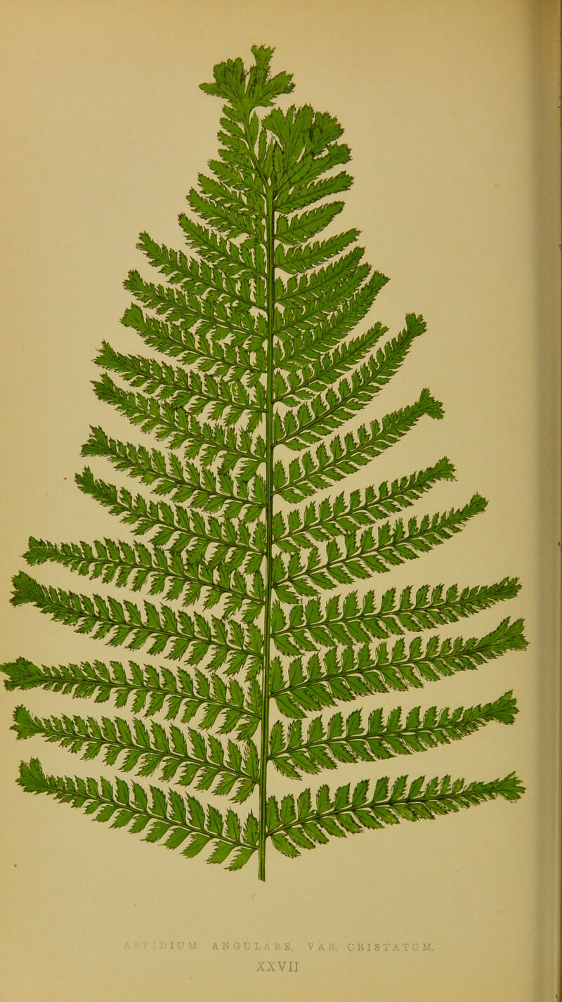 HUM A N G U L A H E, V A R. CRISTATUM. XXVII