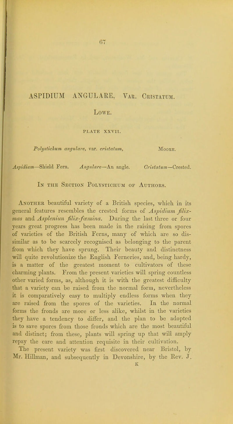 (17 ASPIDIUM ANGULARE, Var. Cristatum. LOAVE. PLATE XXVIT. Potystichum angulare, var. cristatum, Moobe. Aspidium—Shield Fern. Angulare—An angle. Cristatum—Crested. In the Section Polystichum of Authors. Another beautiful variety of a British species, which, in its general features resembles the crested forms of Aspidium jilix- mas and Aspleniun filix-fmmina. During the last three or four years great progress has been made in the raising from spores of varieties of the British Ferns, many of 'which are so dis- similar as to be scarcely recognised as belonging to the parent from which they have sprung. Their beauty and distinctness will quite revolutionize the English Ferneries, and, being hardy, is a matter of the greatest moment to cultivators of these charming plants. From the present varieties will spring countless other varied forms, as, although it is with the greatest difficulty that a variety can be raised from the normal form, nevertheless it is comparatively easy to multiply endless forms when they are raised from the spores of the varieties. In the normal forms the fronds are more or less alike, whilst in the varieties they have a tendency to differ, and the plan to be adopted is to save spores from those fronds which are the most beautiful and distinct; from these, plants will spring up that will amply repay the care and attention requisite in their cultivation. The present variety was first discovered near Bristol, by Mr. Hillman, and subsequently in Devonshire, by the Rev. J. K