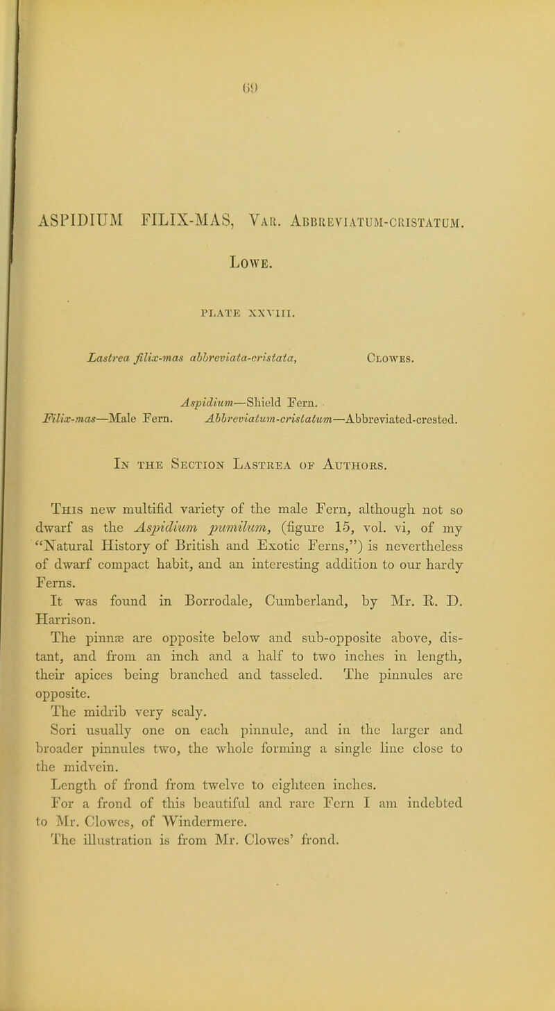 69 ASPIDIUM FILIX-MAS, Var. Abbreyiatum-cristatum. Lowe. PLATE XXVIII. Lastrea filix-mas abbreviata-cristata, Clowes. Aspidium—Shield Fern. Filix-mas—Male Fern. Abbreviatum-cristatum—Abbreviated-crested. In the Section Lastrea of Authors. This new multifid variety of the male Fern, although not so dwarf as the Aspidium pumilum, (figure 15, vol. vi, of my Natural History of British and Exotic Ferns,) is nevertheless of dwarf compact habit, and an interesting addition to our hardy Ferns. It was found in Borrodale, Cumberland, by Mr. R. D. Harrison. The pinna? are opposite below and sub-opposite above, dis- tant, and from an inch and a half to two inches in length, their apices being branched and tasseled. The pinnules are opposite. The midrib very scaly. Sori usually one on each pinnule, and in the larger and broader pinnules two, the whole forming a single line close to the midvein. Length of frond from twelve to eighteen inches. For a frond of this beautiful and rare Fern I am indebted to Mr. Clowes, of Windermere. The illustration is from Mr. Clowes' frond.