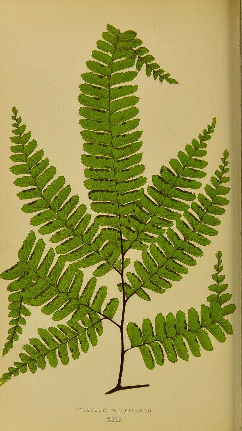 ADIANTUM WILESIANUM. XXIX