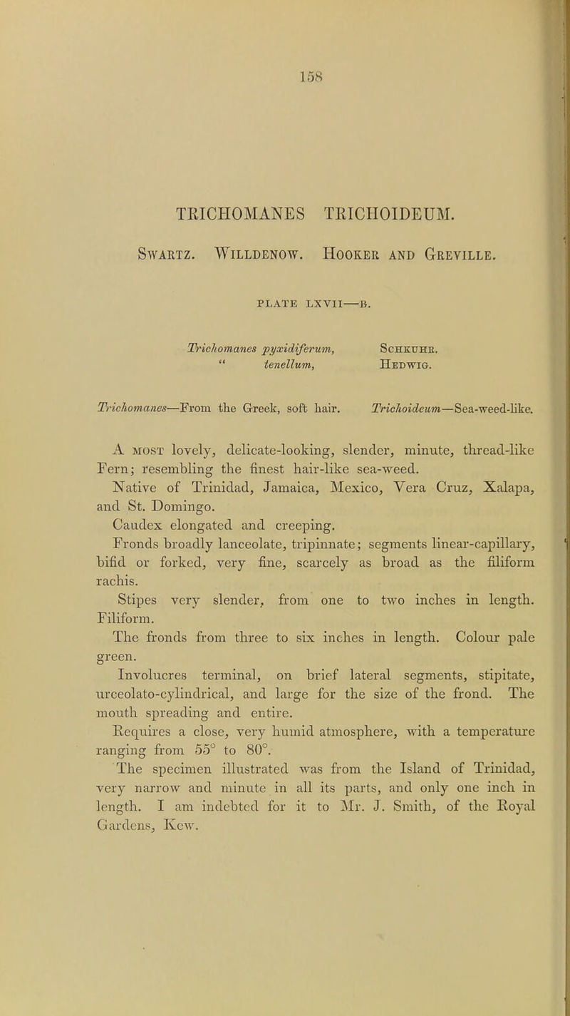 TRICHOMANES TRICIIOIDEUM. SWARTZ. WlLLDENOW. HOOKER AND GREVILLE. PLATE LXVII B. Trichomanes pyxidiferum, Schkuhk.  tenellum, Hedwig. Trichomanes—From the Greek, soft hair. Trichoideum—Sea-weed-like. A most lovely, delicate-looking, slender, minute, thread-like Fern; resembling the finest hair-like sea-weed. Native of Trinidad, Jamaica, Mexico, Vera Cruz, Xalapa, and St. Domingo. Caudex elongated and creeping. Fronds broadly lanceolate, tripinnate; segments linear-capillary, bifid or forked, very fine, scarcely as broad as the filiform rachis. Stipes very slender, from one to two inches in length. Filiform. The fronds from three to six inches in length. Colour pale green. Involucres terminal, on brief lateral segments, stipitate, urceolato-cylindrical, and large for the size of the frond. The mouth spreading and entire. Requires a close, very humid atmosphere, with a temperature ranging from 55° to 80°. The specimen illustrated was from the Island of Trinidad, very narrow and minute in all its parts, and only one inch in length. I am indebted for it to Mr. J. Smith, of the Royal Gardens, Kew.