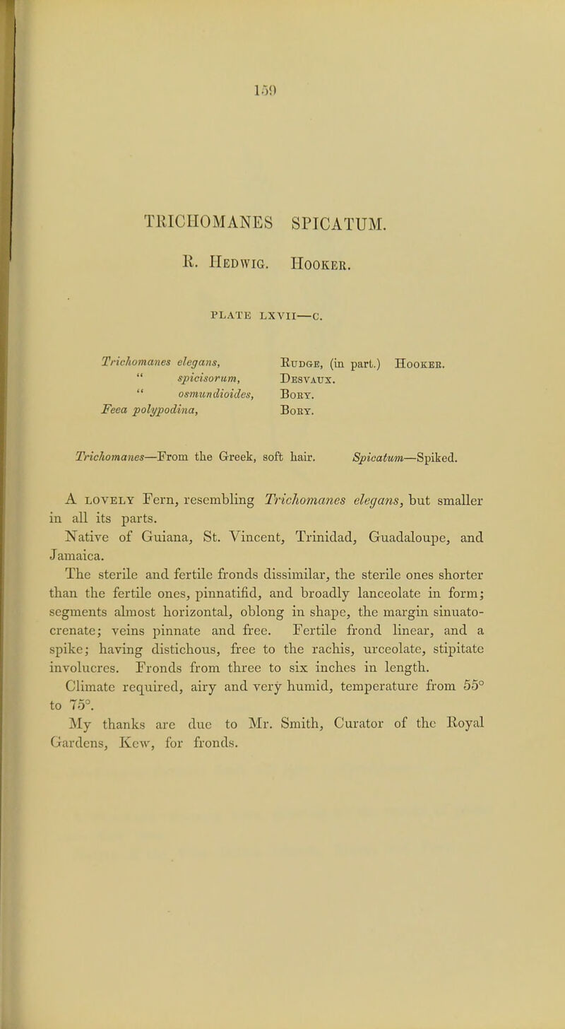 T1UCII0MANES SPICATUM. R. Hedwig. Hooker. PLATE LXVII—C. Trivhumanes elegans, Kudge, (in part.) Hooker. spicisorum, Desvaux.  osmundioidcs, Bory. Feea polypodina, Bory. Trichomanes—From the Greek, soft hair. Spicaium—Spiked. A lovely Fern, resembling Trichomanes elegans, but smaller in all its parts. Native of Guiana, St. Vincent, Trinidad, Guadaloupe, and Jamaica. The sterile and fertile fronds dissimilar, the sterile ones shorter than the fertile ones, pinnatifid, and broadly lanceolate in form; segments almost horizontal, oblong in shape, the margin sinuato- crenate; veins pinnate and free. Fertile frond linear, and a spike; having distichous, free to the rachis, urceolate, stipitate involucres. Fronds from three to six inches in length. Climate required, airy and very humid, temperature from 55° to 75°. My thanks are due to Mr. Smith, Curator of the Royal Gardens, Kc\v, for fronds.