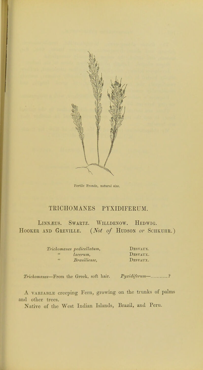 Fertile Fronds, natural size. TRICHOMANES PYXIDIFERUM. LlNN^US. SWARTZ. WlLLDENOW. HEDWIG. Hooker and Greville. (Not of Hudson or Sciikuiir.)  Brasiliense, Desvadx. Trichomanes—From the Greek, soft hair. Pyxidiferum— P A variable creeping Fern, growing on the trunks of palms and other trees. Native of the West Indian Islands, Brazil, and Peru.