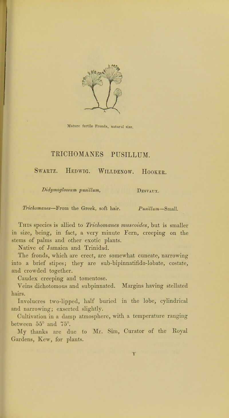 TRICHOMANES PUSILLUM. Swartz. Hedwig. Willdenow. Hooker. Didymoglossum pusillum, Desvatjx. Trichomanes—From the Greek, soft hair. Pusillum—Small. This species is allied to Tricliomanes muscoides, but is smaller in size, being, in fact, a very minute Fern, creeping on the stems of palms and other exotic plants. Native of Jamaica and Trinidad. The fronds, which are erect, are somewhat cuneate, narrowing into a brief stipes; they are sub-bipinnatifido-lobate, costate, and crowded together. Caudex creeping and tomentose. Veins dichotomous and subpinnated. Margins having stellated hairs. Involucres two-lipped, half buried in the lobe, cylindrical and narrowing; exserted slightly. Cultivation in a damp atmosphere, with a temperature ranging between 55° and 75°. My thanks are due to Mr. Sim, Curator of the Royal Gardens, Kcw, for plants. Y