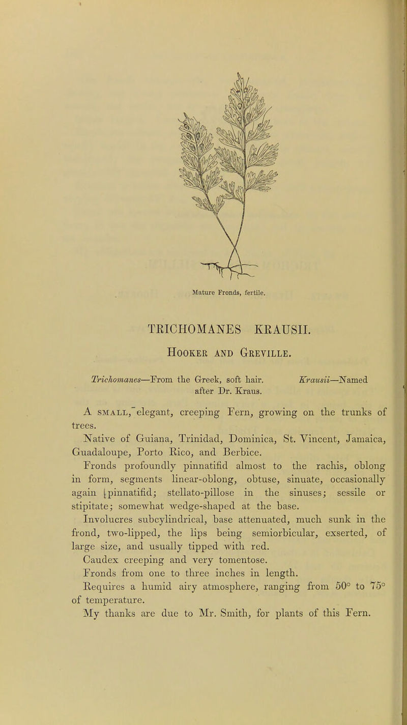 Mature Fronds, fertile. TRICHOMANES KRAUSII. Hooker and Greville. Trichomanes—From the Greek, soft hair. Krausii—Named after Dr. Kraus. A small,elegant, creeping Fern, growing on the trunks of trees. Native of Guiana, Trinidad, Dominica, St. Vincent, Jamaica, Guadaloupe, Porto Rico, and Berbice. Fronds profoundly pinnatifid almost to the rachis, oblong in form, segments linear-oblong, obtuse, sinuate, occasionally again (.pinnatifid; stellato-pillose in the sinuses; sessile or stipitate; somewhat wedge-shaped at the base. Involucres subcylindrical, base attenuated, much sunk in the frond, two-lipped, the lips being semiorbicular, exserted, of large size, and usually tipped with red. Caudex creeping and very tomentose. Fronds from one to three inches in length. Requires a humid airy atmosphere, ranging from 50° to 75° of temperature. My thanks are due to Mr. Smith, for plants of this Fern.