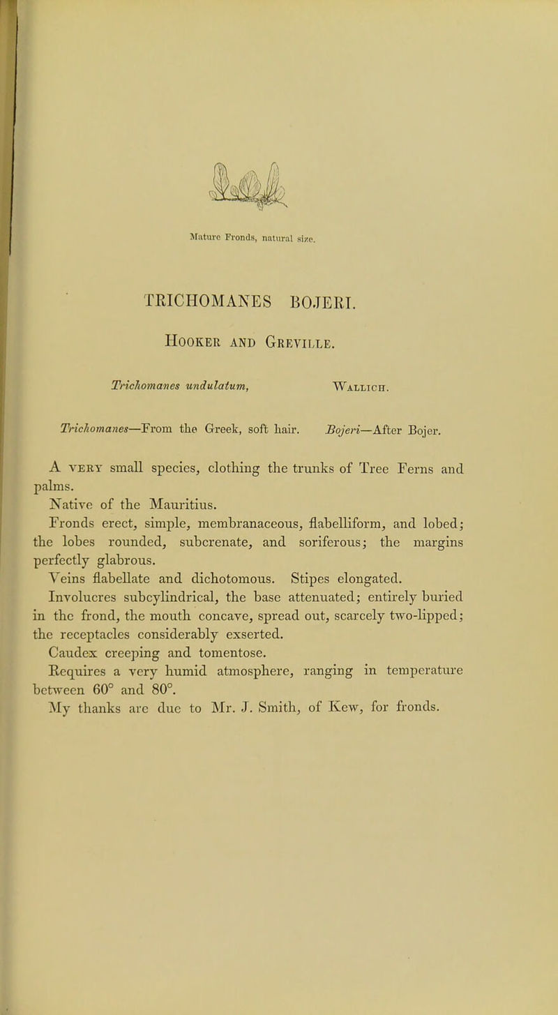 TRIC HO MANES BO.TERT. Hooker and Greville. Tricliomanes undulatum, Wallicii. Trichomanes—From the Greek, soft hair. Bojeri—Mtev Bojer. A very small species, clothing the trunks of Tree Ferns and palms. Native of the Mauritius. Fronds erect, simple, membranaceous, flabelliform, and lobed; the lobes rounded, subcrenate, and soriferous; the margins perfectly glabrous. Veins flabellate and dichotomous. Stipes elongated. Involucres subcylindrical, the base attenuated; entirely buried in the frond, the mouth concave, spread out, scarcely two-lipped; the receptacles considerably exserted. Caudex creeping and tomentose. Requires a very humid atmosphere, ranging in temperature between 60° and 80°.