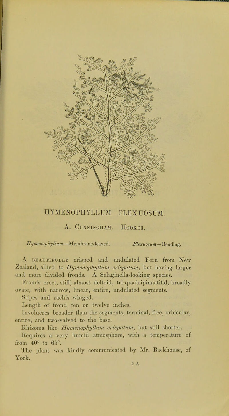 HYMENOPIIYLLUM FLEX UOSUM. A. Cunningham. Hooker. Hymenophyllum—Membrane-leaved. Flexuosum—Bending. A beautifully crisped and undulated Fern from New Zealand, allied to Hymenophyllum crispatum, but having larger and more divided fronds. A Selaginella-looking species. Fronds erect, stiff, almost deltoid, tri-quadripinnatifid, broadly ovate, with narrow, linear, entire, undulated segments. Stipes and rachis winged. Length of frond ten or twelve inches. Involucres broader than the segments, terminal, free, orbicular, entire, and two-vaivcd to the base. Rhizoma like Hymenophyllum crispatum, but still shorter. Requires a very humid atmosphere, with a temperature of from 40° to 65°. ' The plant was kindly communicated by Mr. Backhouse, of York.