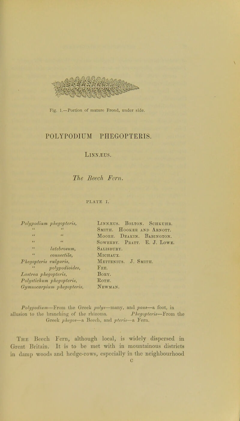 Fig. 1.—Portion of mature Frond, under side. POLYPODIUM PHEGOPTERIS. LlNNiEUS. The Beech Fern. PLATE I. Poli/podium phegopleris, CI it If II tl it  latebrosum,  eonnectile, Phegopleris vulgaris,  polypodioides, Lcutrea phegopleris, Poly siich urn. phegopleris, Gymnocarpium phegopleris. LiNNiEus. Bolton. Schkuhr. Smith. Hooker and Arnott. Moore. Deaktn. Babington. Sowerby. Pratt. E. J. Lowe. Salisbury. MicnAUX. Mettenius. J. Smith. Fee. BoRY. IIotif. Newman. Polgpodium—From the Greek polys—many, and pons—a foot, in allusion to the branching of the rhizorna. Phegopleris—From the Greek phegos—a Beech, and pleris—a Fern. THE Beech Fern, although local, is widely dispersed in Great Britain. It is to be met with in mountainous districts in damp woods and hedge-rows, especially in the neighbourhood