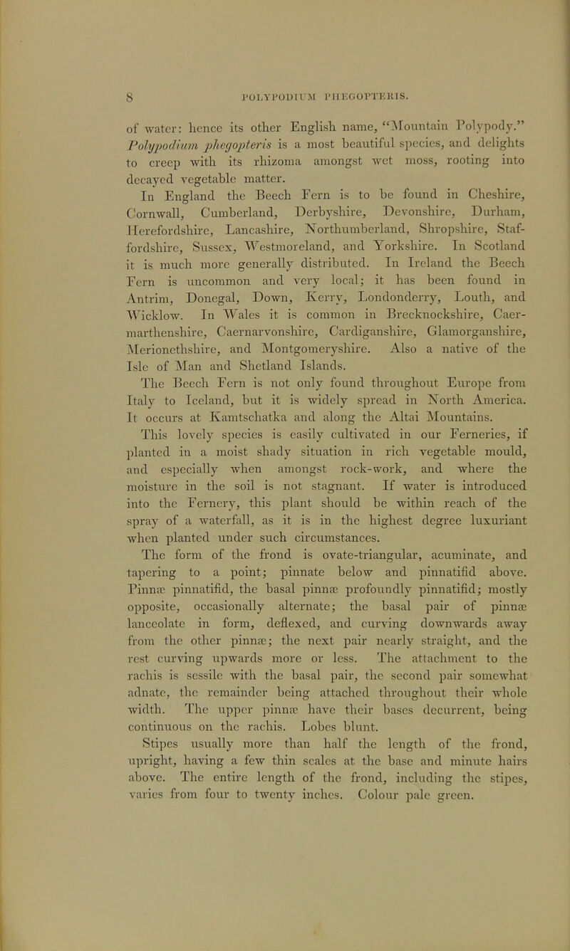 of water: hence its other English name, Mountain Polypody. Polypoditm phegopteris is a most beautiful species, and delights to creep with its rhizoma amongst wet moss, rooting into decayed vegetable matter. In England the Beech Eern is to be found in Cheshire, Cornwall, Cumberland, Derbyshire, Devonshire, Durham, Herefordshire, Lancashire, Northumberland, Shropshire, Staf- fordshire, Sussex, Westmoreland, and Yorkshire. In Scotland it is much more generally distributed. In Ireland the Beech Fern is uncommon and very local; it has been found in Antrim, Donegal, Down, Kerry, Londonderry, Louth, and Wicklow. In Wales it is common in Brecknockshire, Car- marthenshire, Caernarvonshire, Cardiganshire, Glamorganshire, Merionethshire, and Montgomeryshire. Also a native of the Isle of Man and Shetland Islands. The Beech Eern is not only found throughout. Europe from Italy to Iceland, but it is widely spread in North America. It occurs at Kamtschatka and along the Altai Mountains. This lovely species is easily cultivated in our Ferneries, if planted in a moist shady situation in rich vegetable mould, and especially when amongst rock-work, and where the moisture in the soil is not stagnant. If water is introduced into the Fernery, this plant should be within reach of the spray of a waterfall, as it is in the highest degree luxuriant when planted under such circumstances. The form of the frond is ovate-triangular, acuminate, and tapering to a point; pinnate below and pinnatifid above. Pinna? pinnatifid, the basal pinna? profoundly pinnatifid; mostly opposite, occasionally alternate; the basal pair of pinna1 lanceolate in form, deflexed, and curving downwards away from the other pinna?; the next pair nearly straight, and the rest curving upwards more or less. The attachment to the rachis is sessile with the basal pair, the second pair somewhat adnate, the remainder being attached throughout their whole width. The upper pinnae have their bases decurrent, being continuous on the rachis. Lobes blunt. Stipes usually more than half the length of the frond, upright, having a few thin scales at the base and minute hairs above. The entire length of the frond, including the stipes, varies from four to twenty inches. Colour pale green.