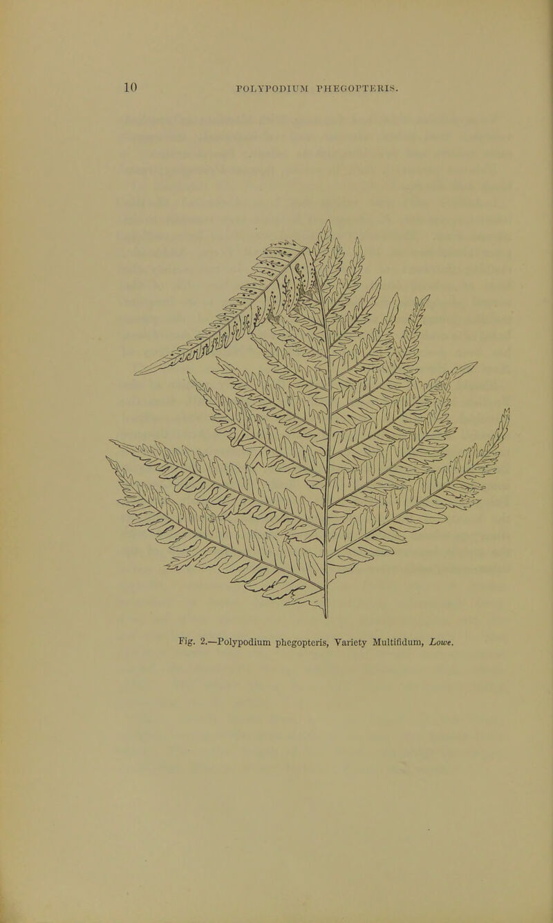 Fig. 2.—Polypodium phcgopteris, Variety Multifitluru, Lowe.