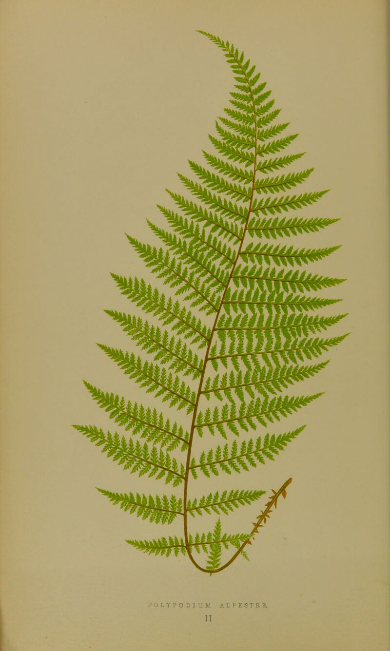 POLYPODIUM ALPESTRE. II