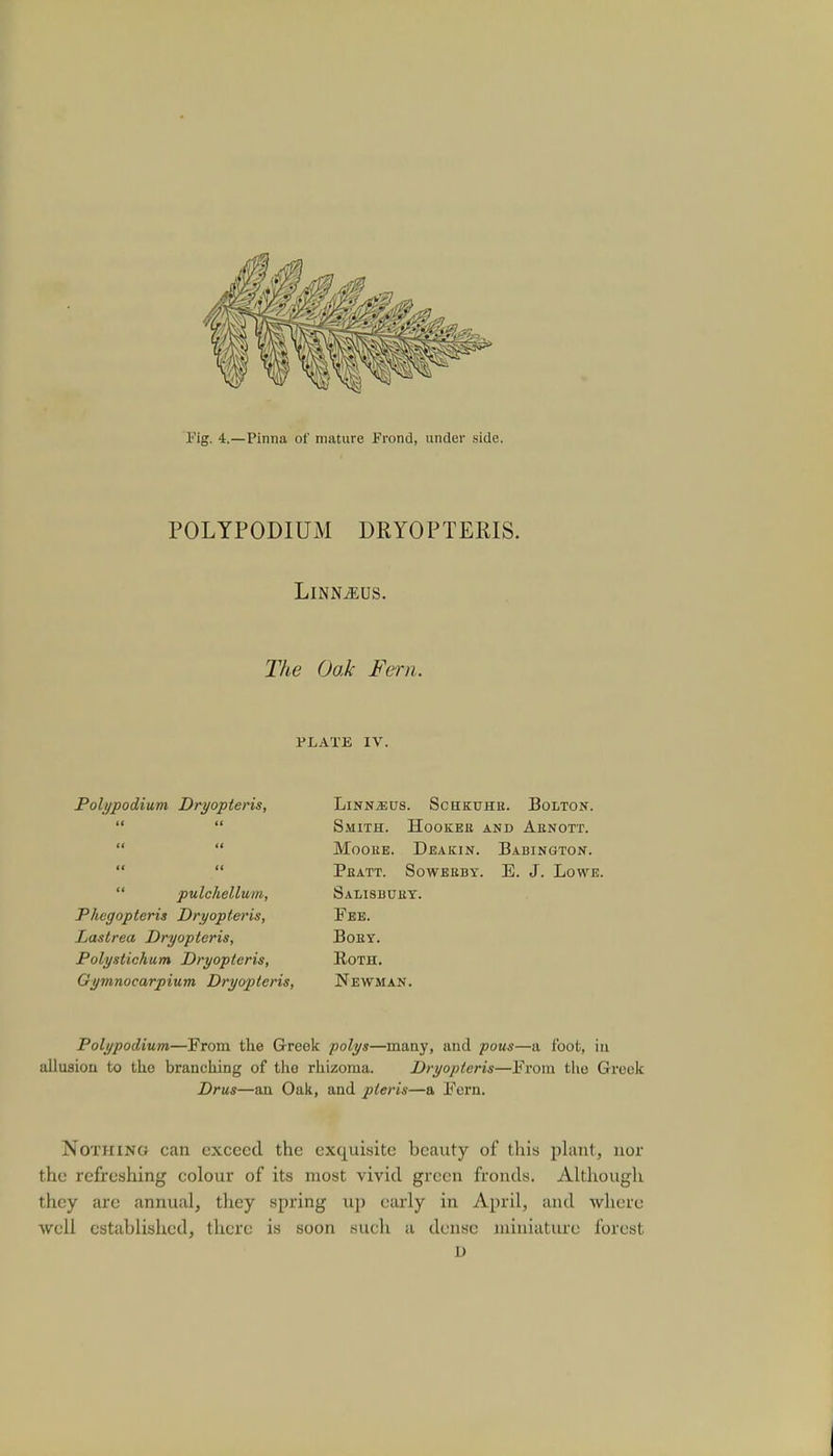 Fig. 4.—Pinna of mature Frond, under side. POLYPODIUM DRYOPTERIS. LlNNJEUS. The Oak Fern. PLATE IV. Poli/podium Dryopteris,  pulchellum, Phegopteris Dryopteris, Lastrea Dryopteris, Polystichum Dryopteris, Gymnocarpium Dryopteris, LlNN^US. SCHKUHK. BoLTON. Smith. Hookeb and Aenott. Moohe. Deakin. Babington. Pkatt. Soweeby. E. J. Lowe. Salisbuey. Fee. Boey. Roth. Newman. Polypodium—From the Greek polys—many, and pous—a foot, in allusion to the branching of tho rhizoma. Dryopteris—From the Greek Drus—an Oak, and pleris—a Fern. Nothing can exceed the exquisite beauty of this plant, nor the refreshing colour of its most vivid green fronds. Although they are annual, they spring up early in April, and where well established, there is soon such a dense miniature forest D