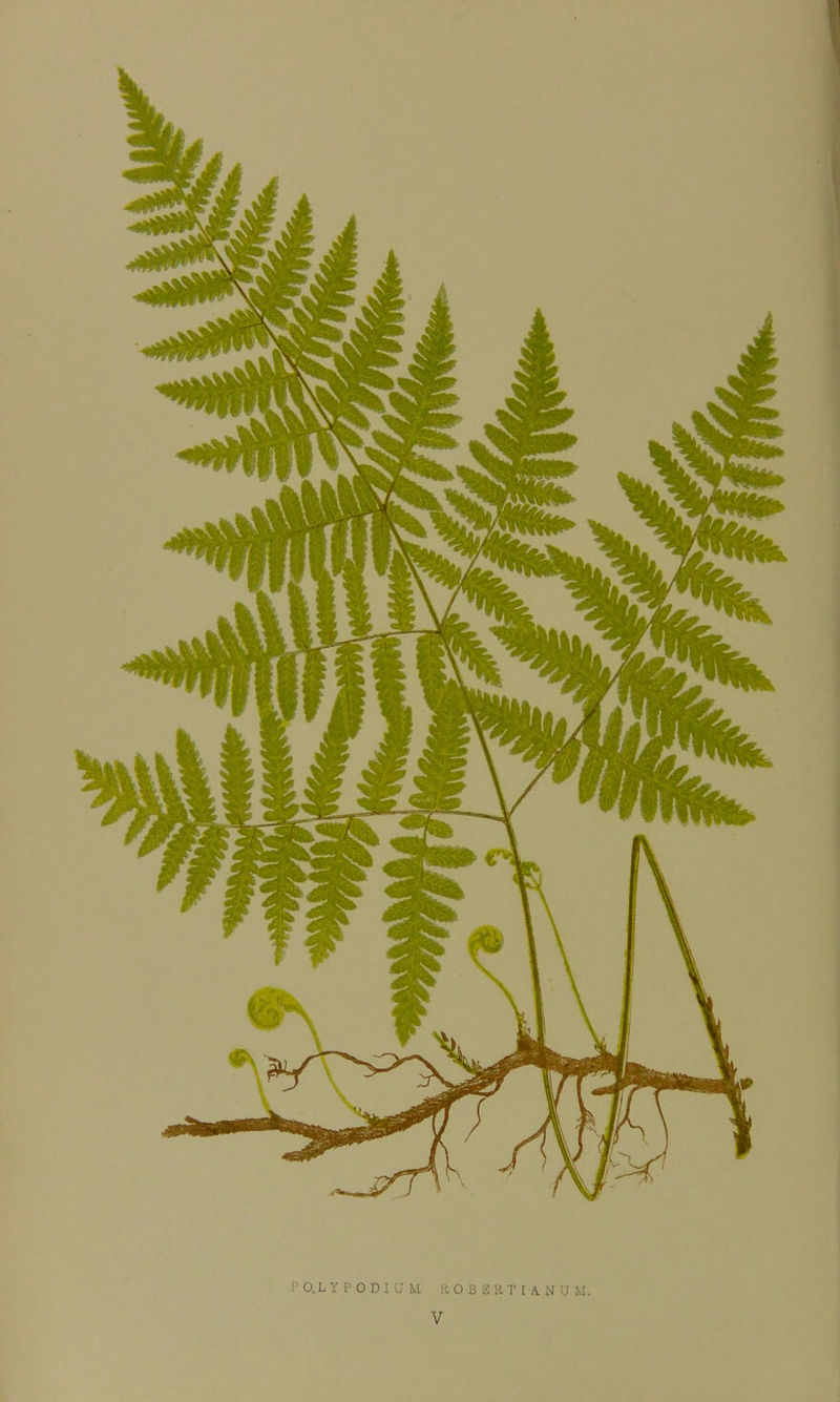 O.LYPODIUM ROBSKTIANUM. V