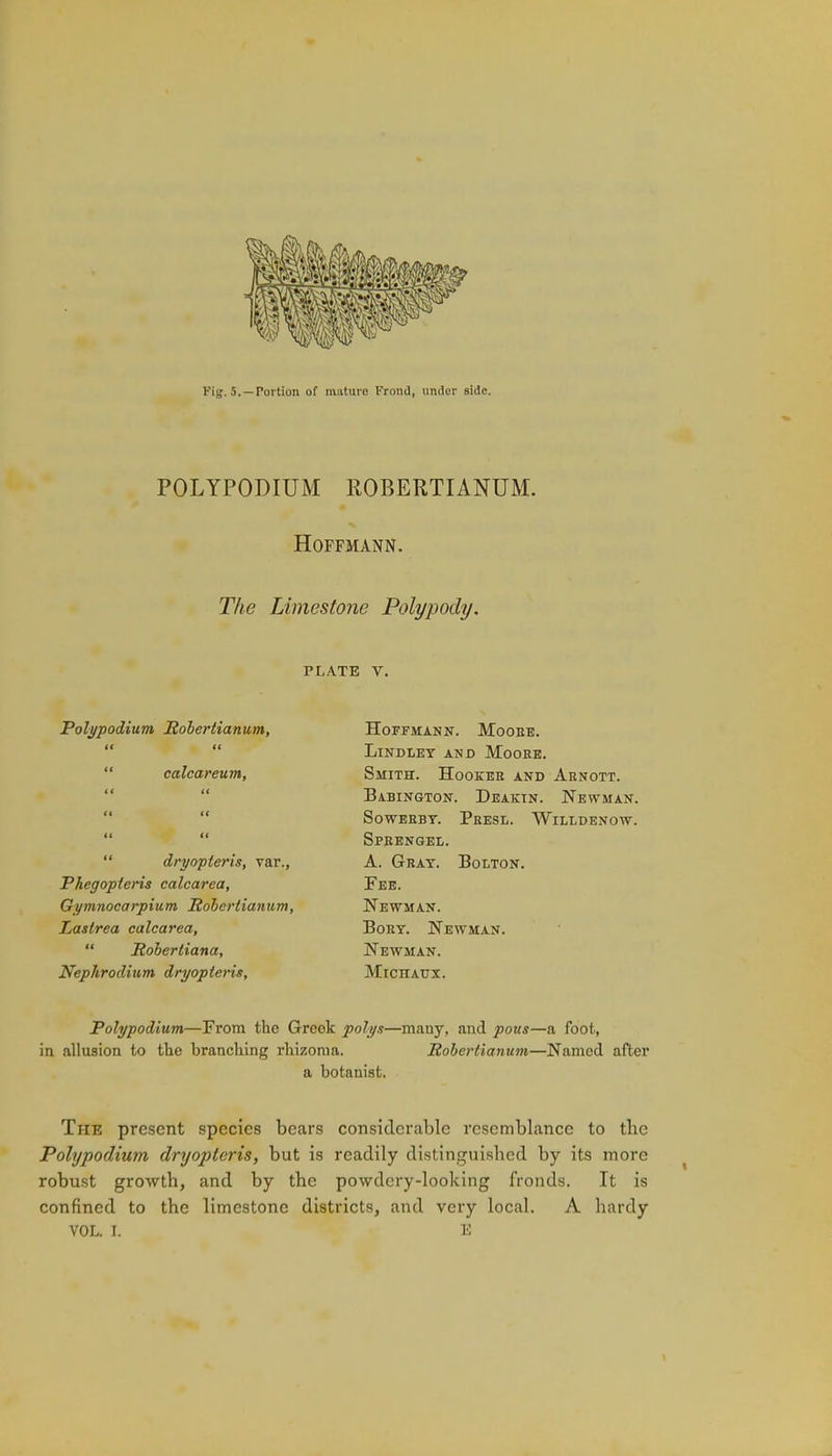 Pig. 5.—Portion of mature Frond, under side. POLYPODIUM ROBERTIANUM. Hoffmann. The Limestone Polypody. PLATE v. Poli/podium Sober tianum, tt ((  calcareum, tt tt tt tt tt tt  dryopleris, var., Phegopteris calcarea, Gymnocarpium Soberlianurn, Lastrea calcarea,  Sobertiana, Nephrodiutn dryopteris, Hoffmann. Mooee. LlNDLET AND MoOEE. Smith. Hookeb and Arnott. Babington. Deaktn. Newman. SOWEEBT. PeESL. WlLLDENOW. Speenget,. A. Gray. Bolton. Fee. Newman. Boet. Newman. Newman. MicnAUx. Polypodium—From the Greok polys—many, and pons—a foot, in allusion to the branching rhizonia. Sobcrlianum—Named after a botanist. The present species bears considerable resemblance to tbc Polypodium dryopteris, but is readily distinguished by its more robust growth, and by the powdery-looking fronds. It is confined to the limestone districts, and very local. A hardy VOL. I. 10